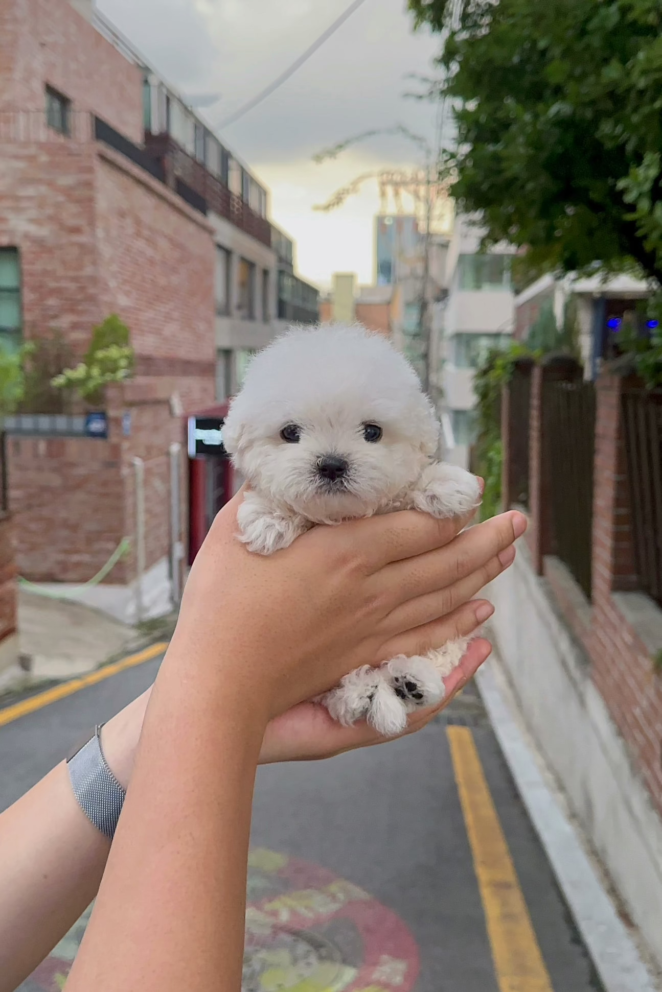 CLOUD - FEMALE (BICHON FRISE)