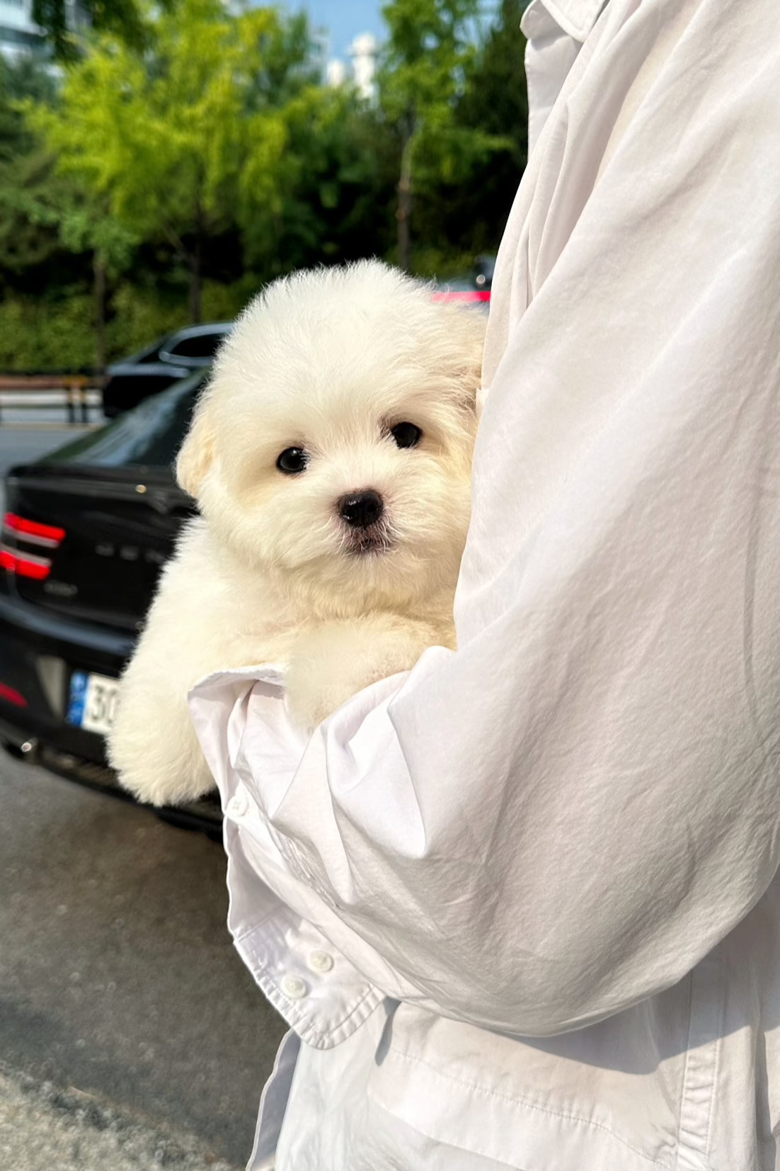 L - MALE (COTON DE TULEAR)