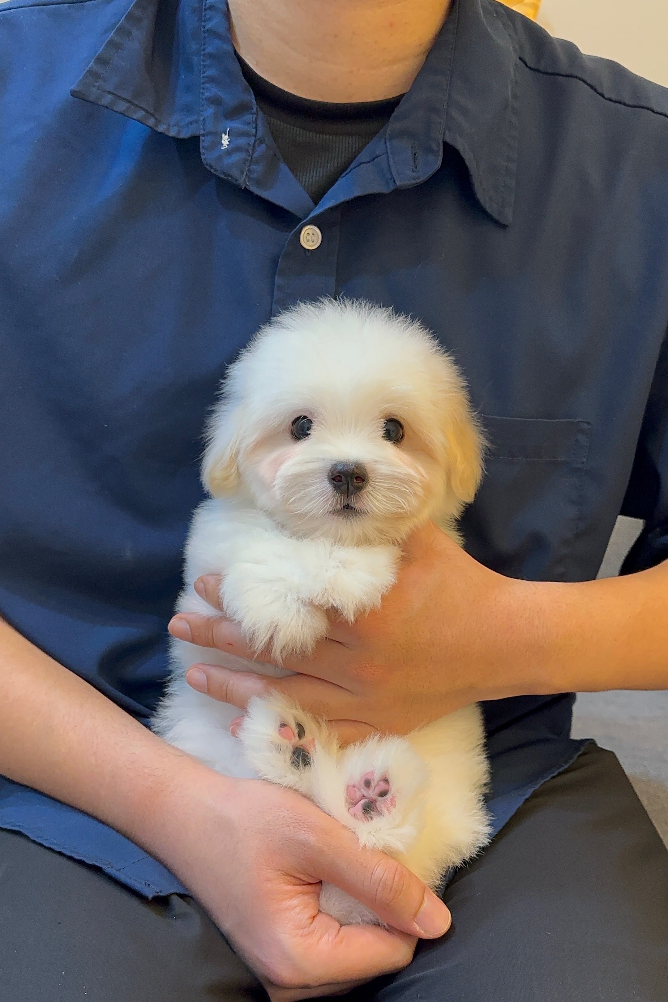 HENRY - MALE (COTON DE TULEAR)