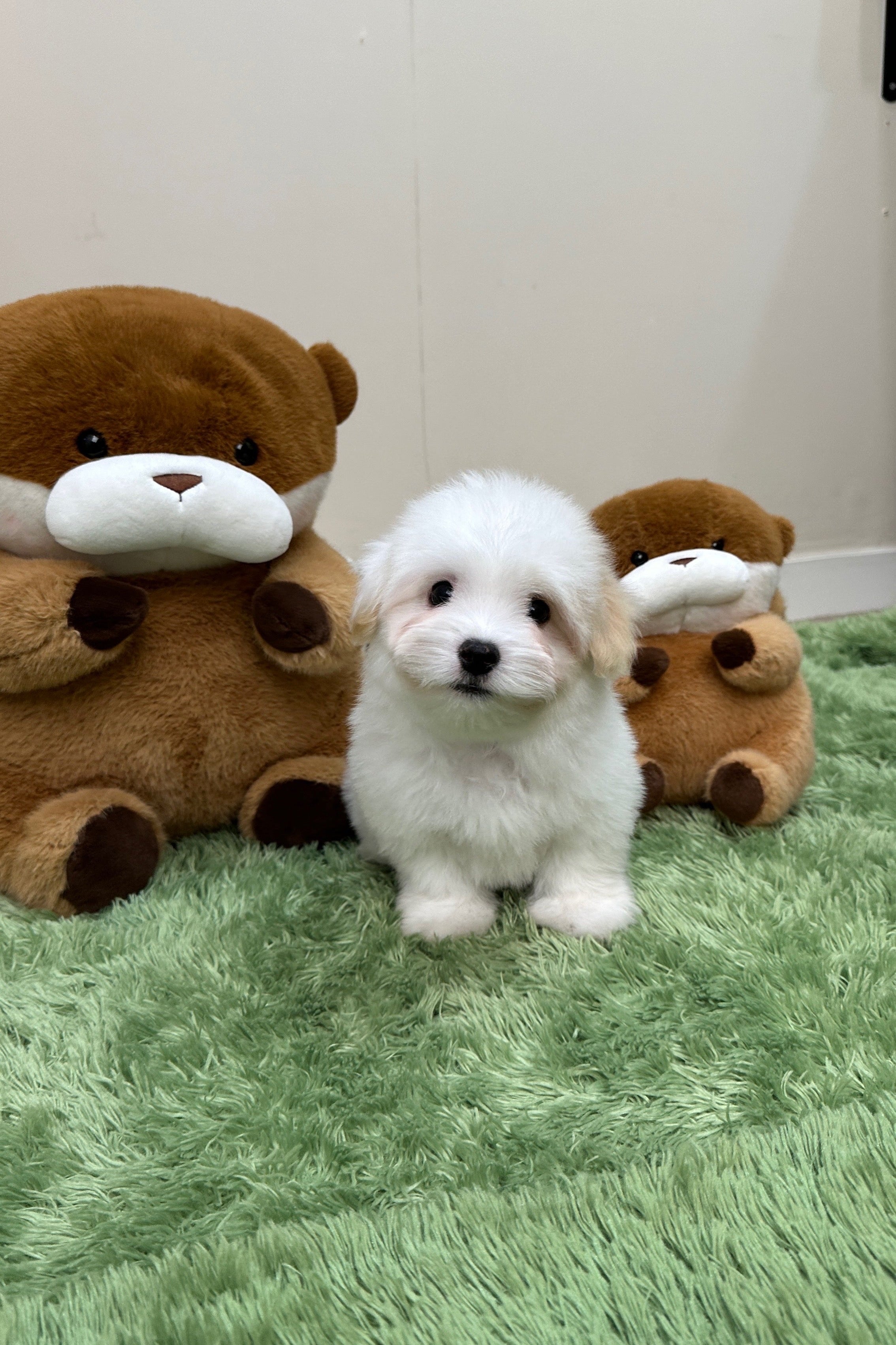 HENRY - MALE (COTON DE TULEAR)