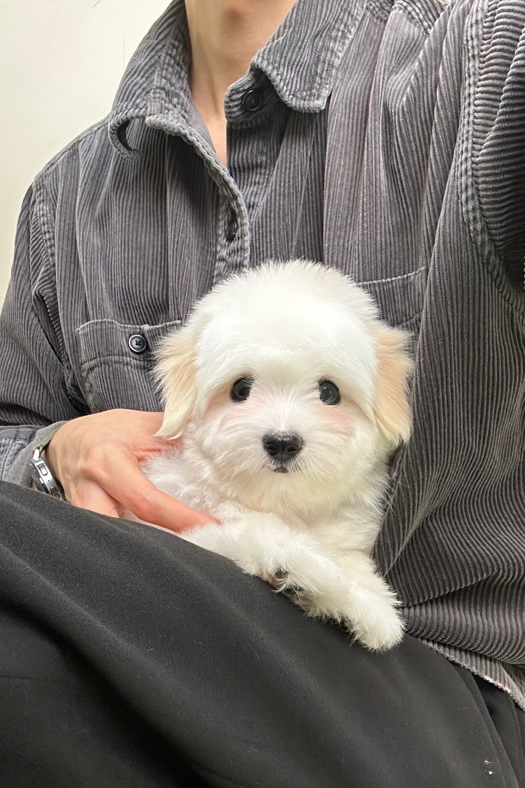 BAEKSEOL - FEMALE (COTON DE TULEAR)