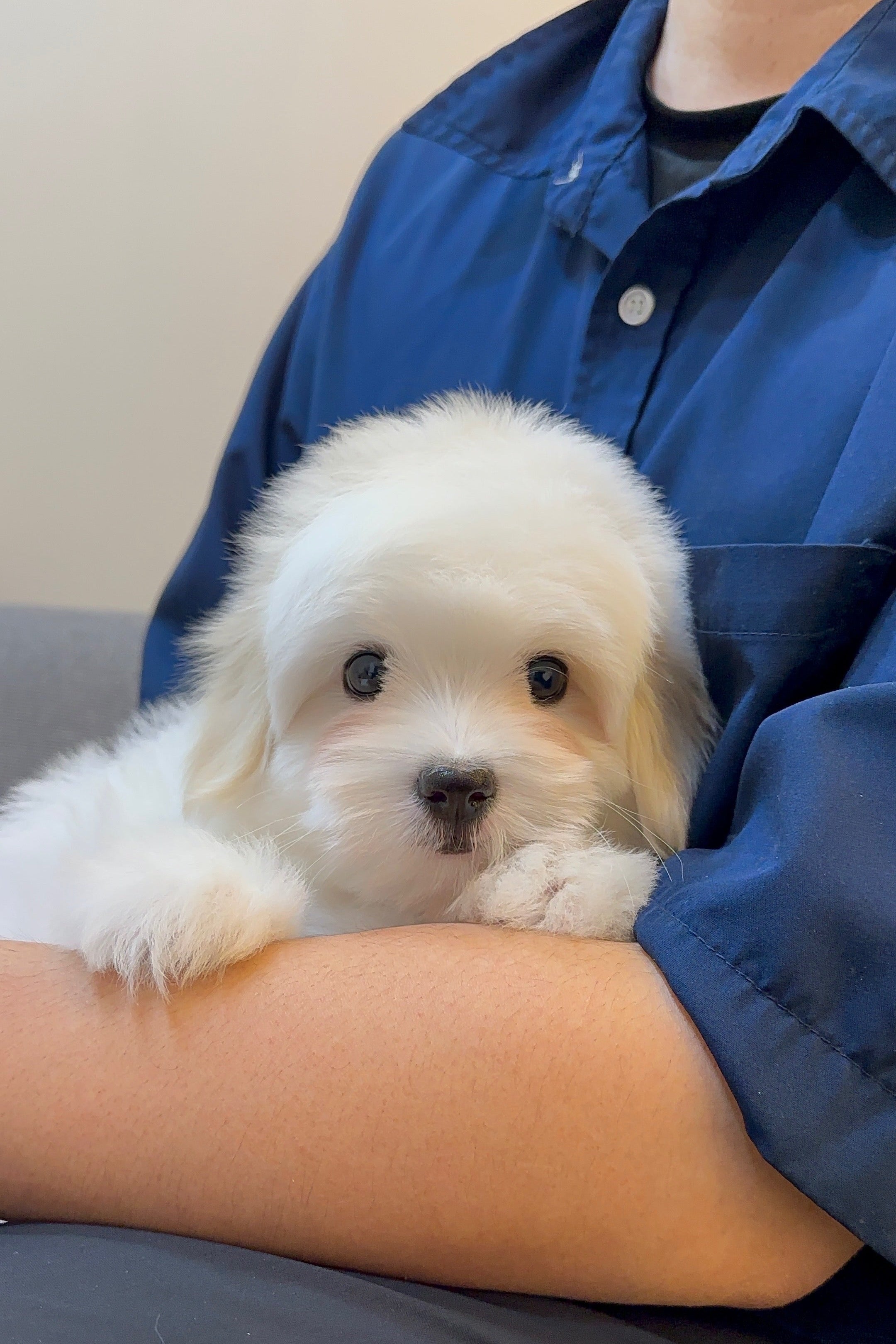 BAEKSEOL - FEMALE (COTON DE TULEAR)