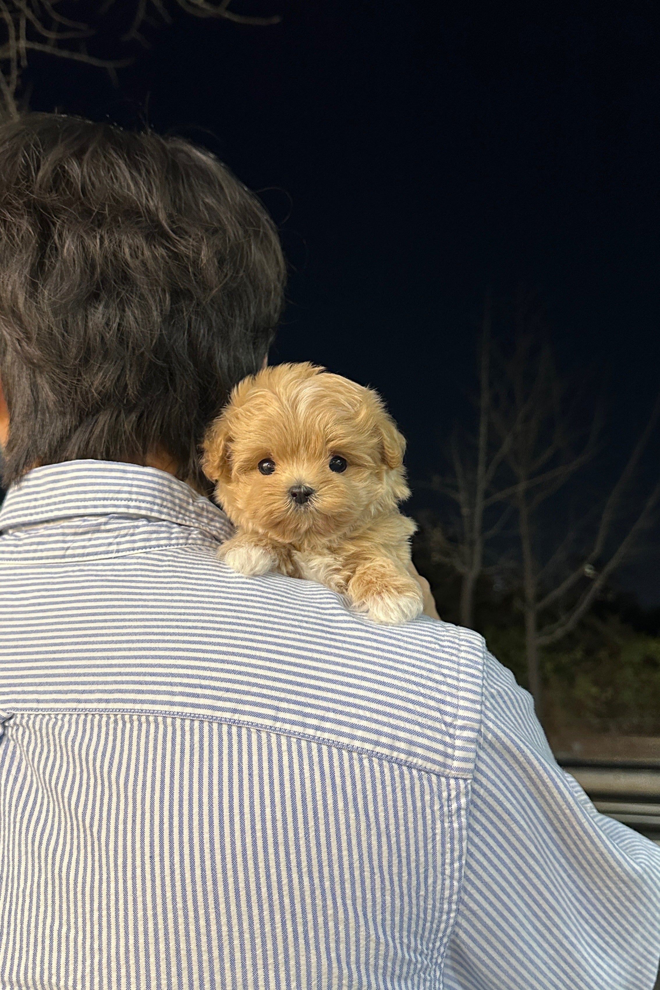 AENGDU - FEMALE (MALTIPOO)