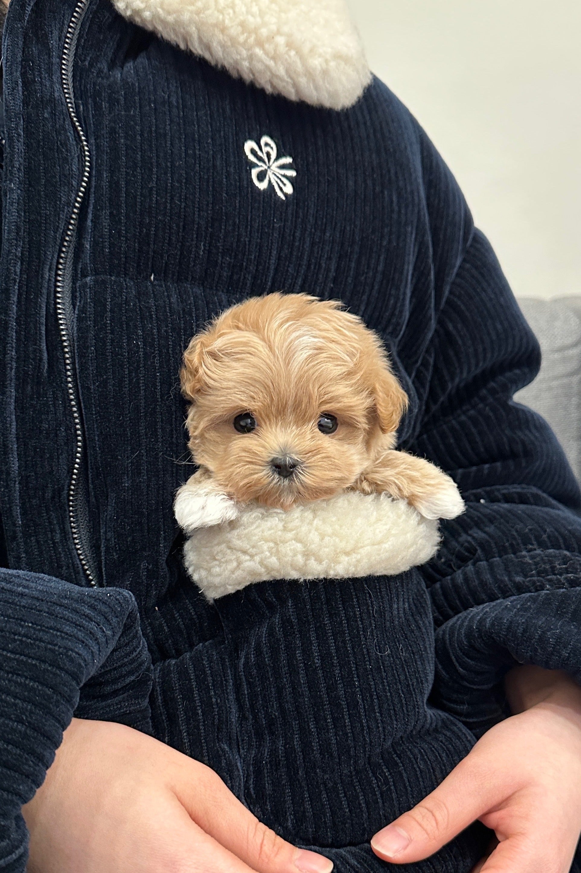 AENGDU - FEMALE (MALTIPOO)