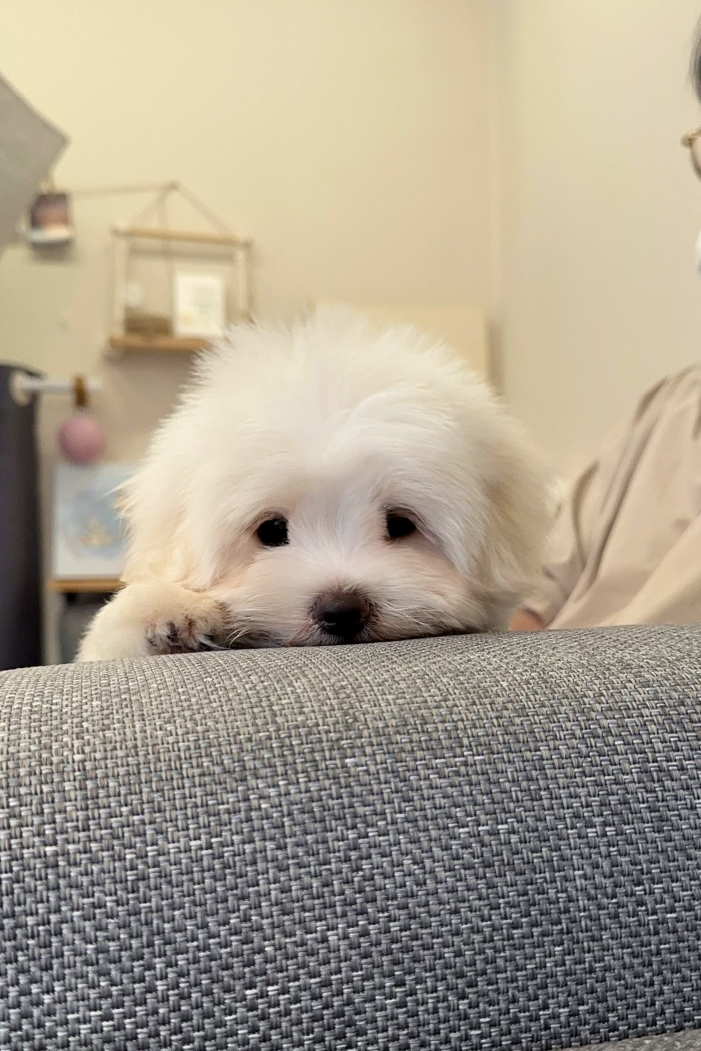 WOOJU - MALE (COTON DE TULEAR)