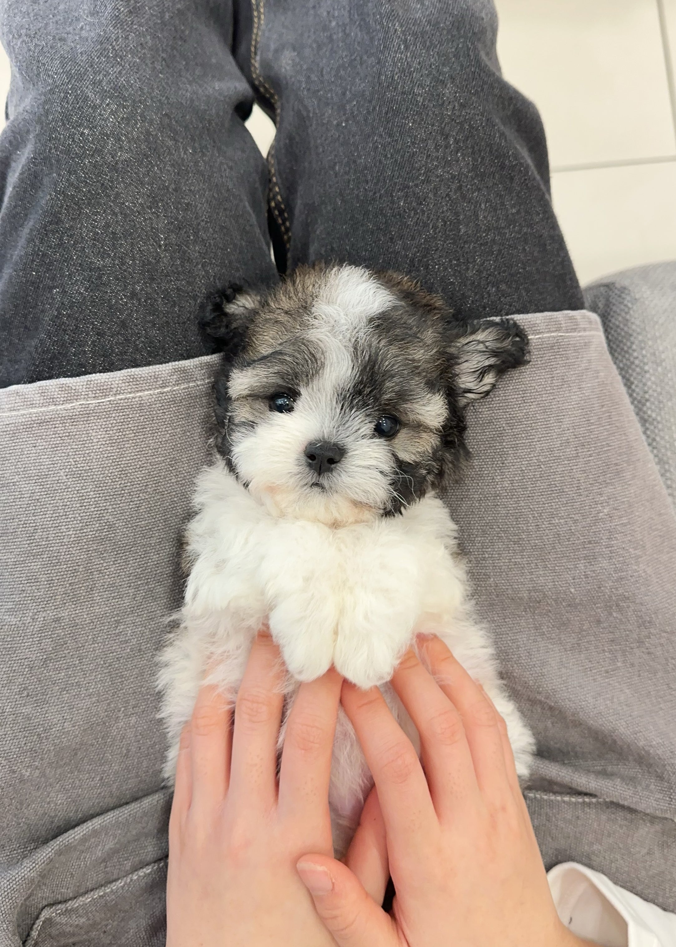 MELINDA - FEMALE (POOCHON)