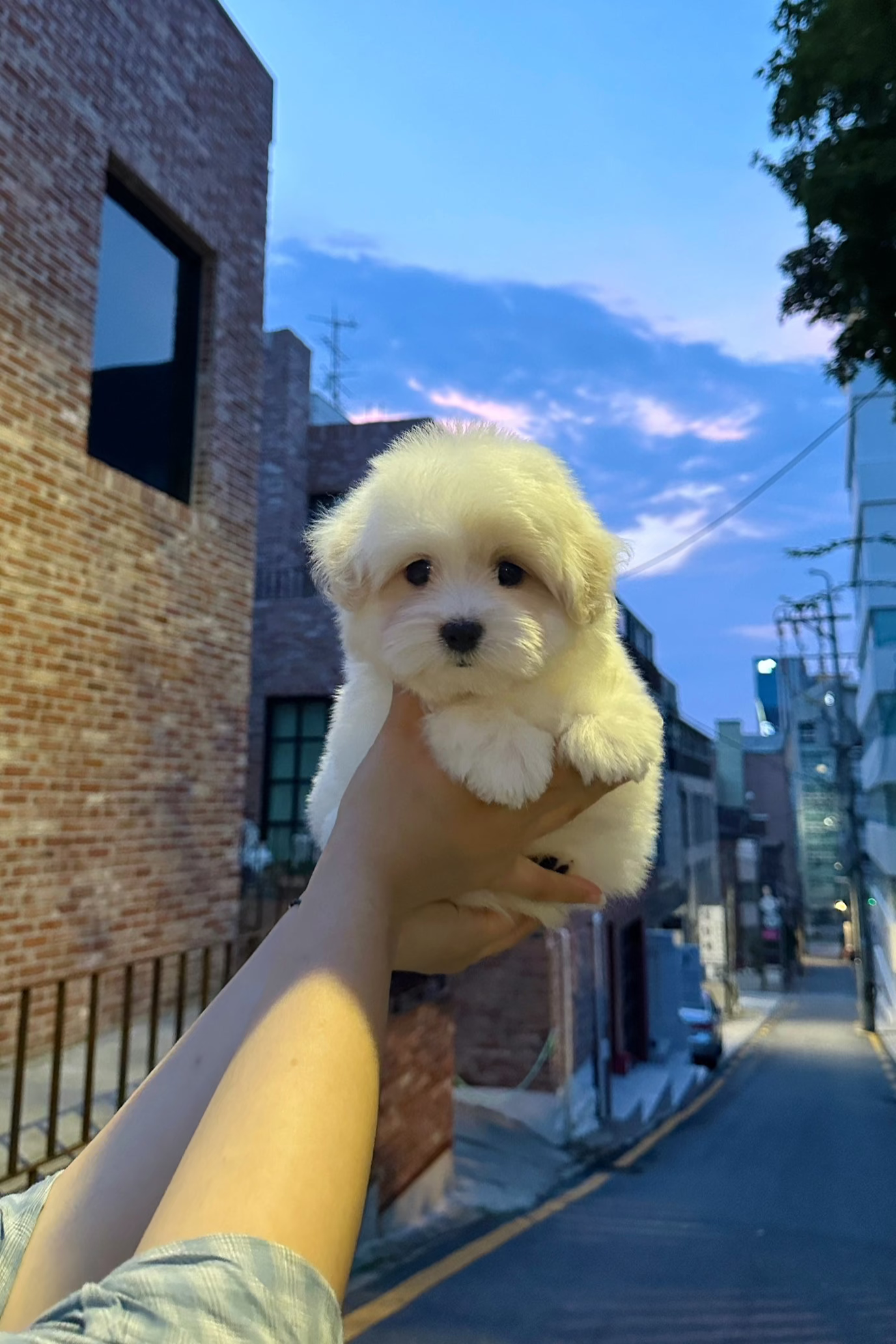 JELLY - FEMALE (COTON DE TULEAR)