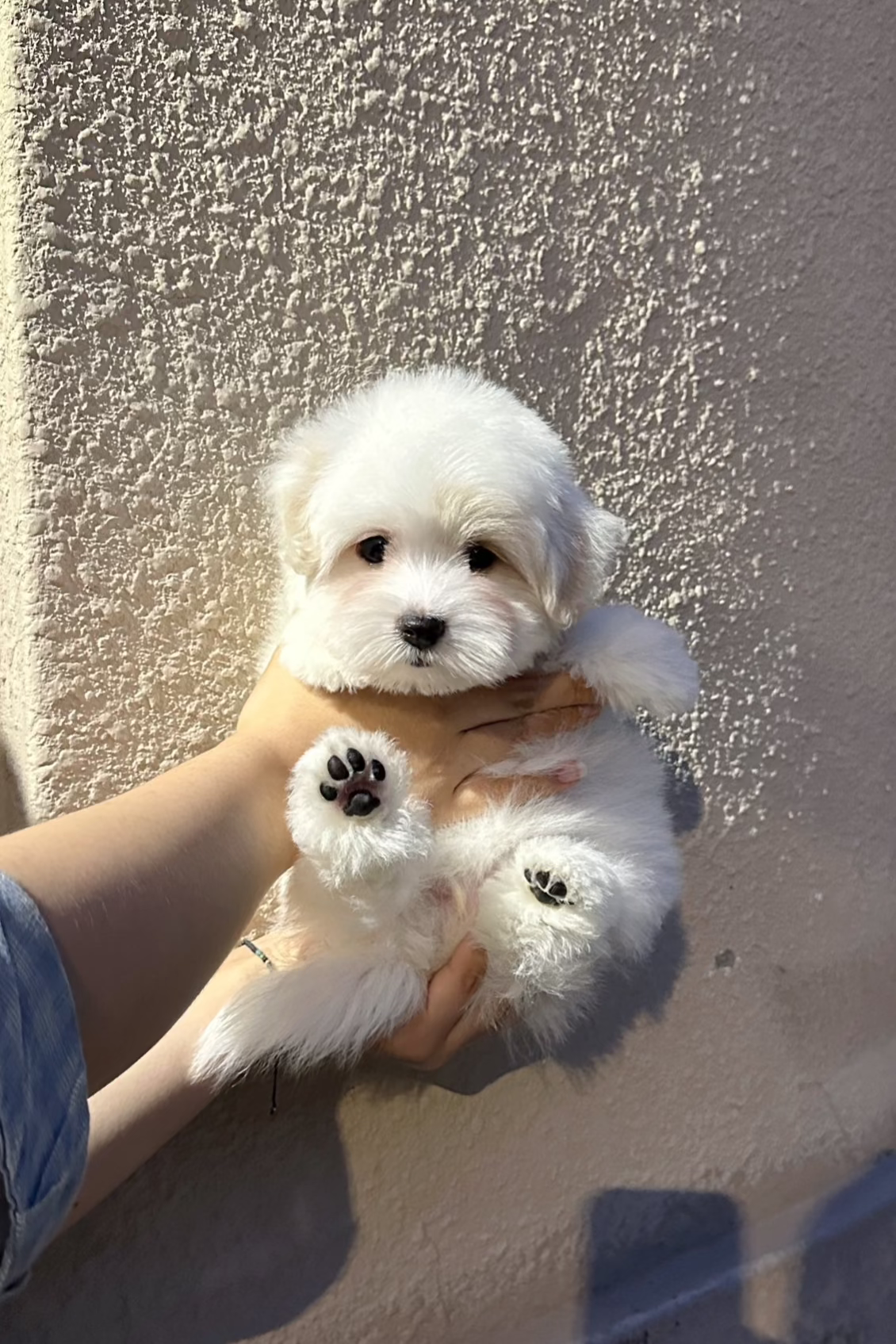 JELLY - FEMALE (COTON DE TULEAR)