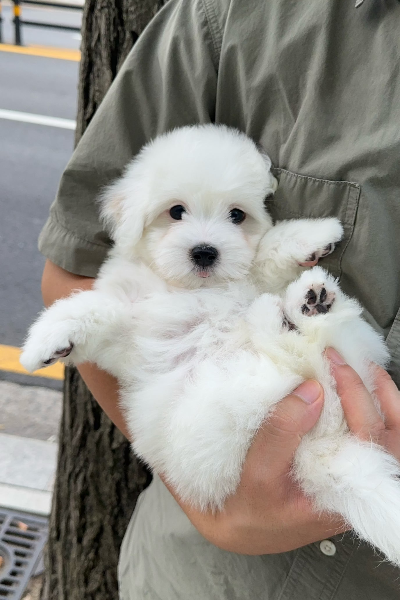 CANDY - FEMALE (COTON DE TULEAR)