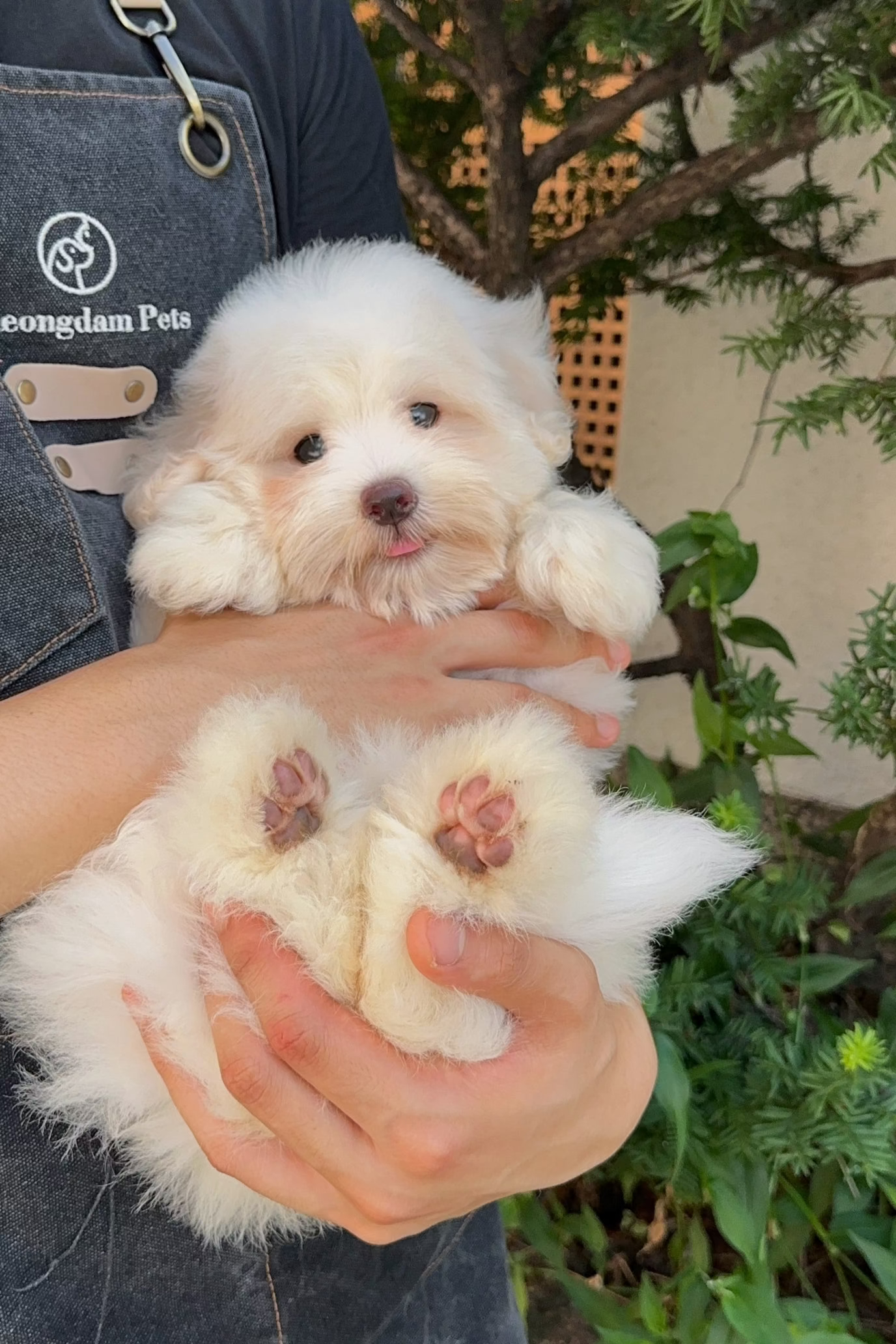 SKY - FEMALE (COTON DE TULEAR)