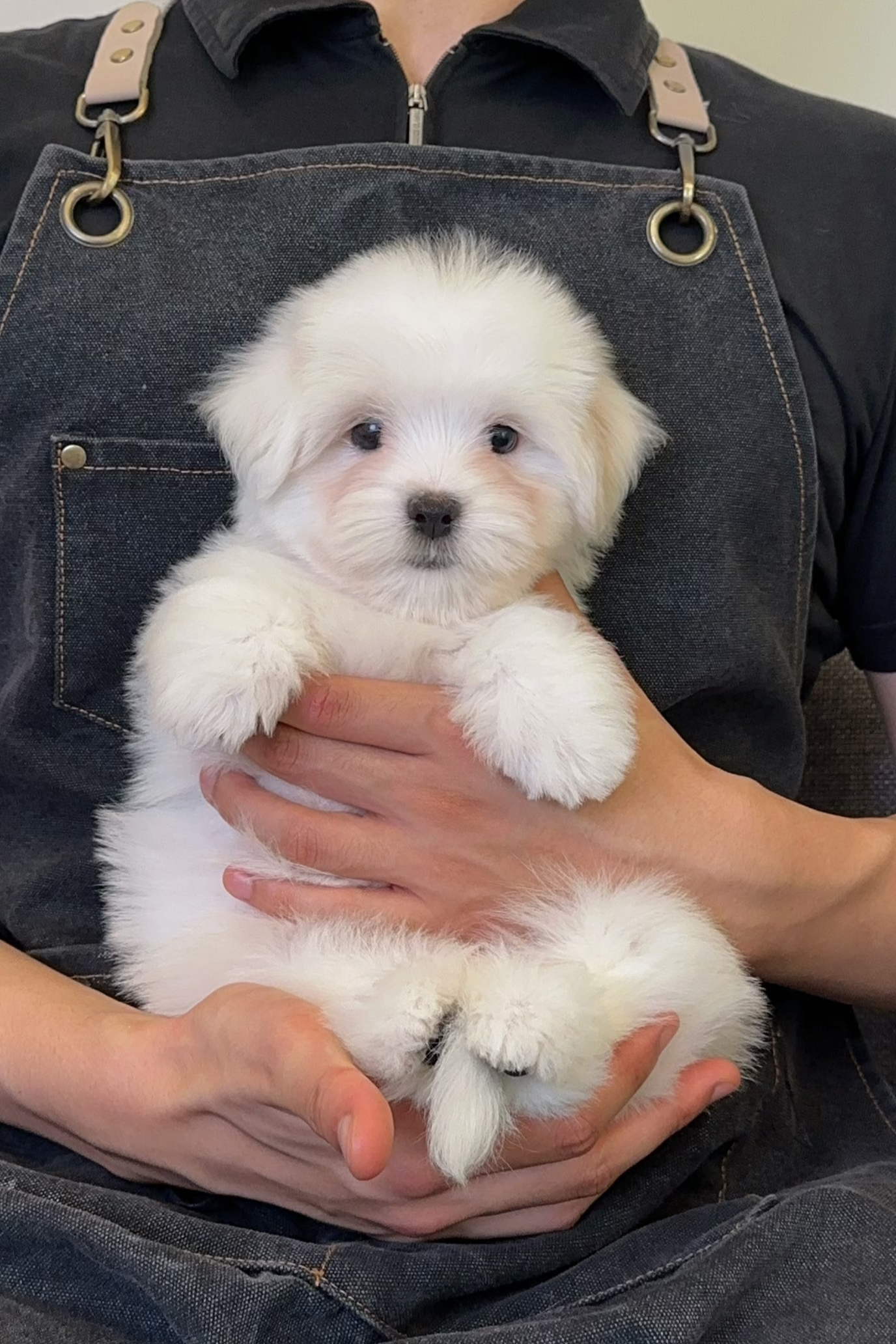 GUMMY - FEMALE (COTON DE TULEAR)