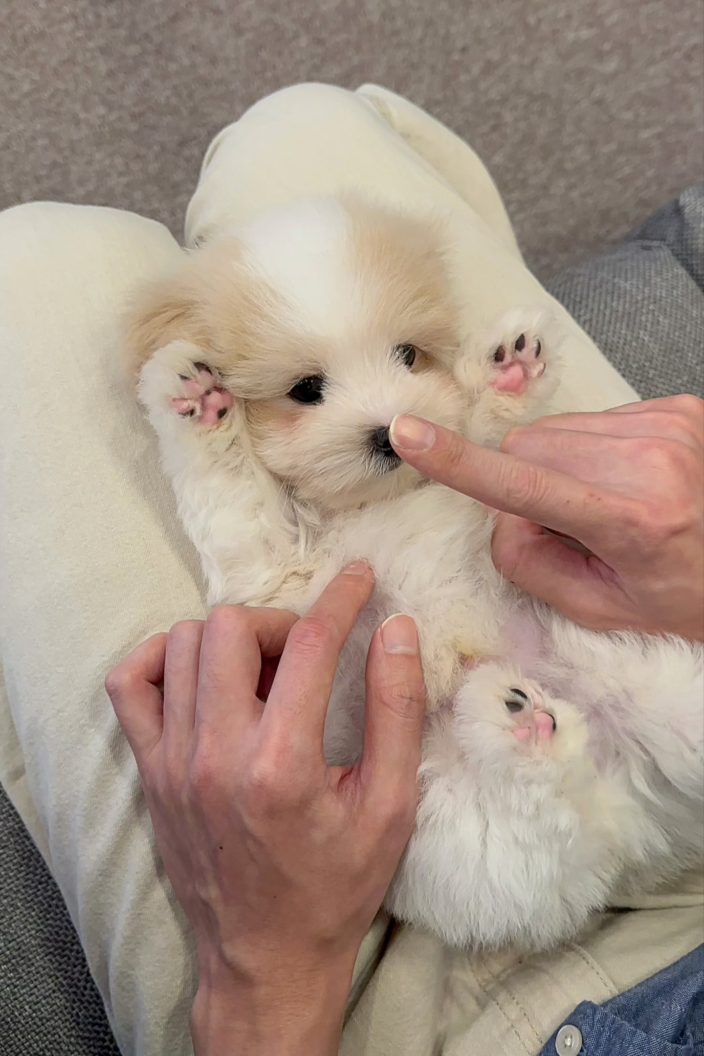 BOW - MALE (COTON DE TULEAR)