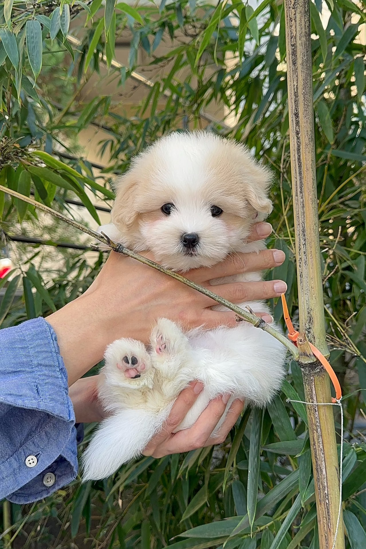 BOW - MALE (COTON DE TULEAR)