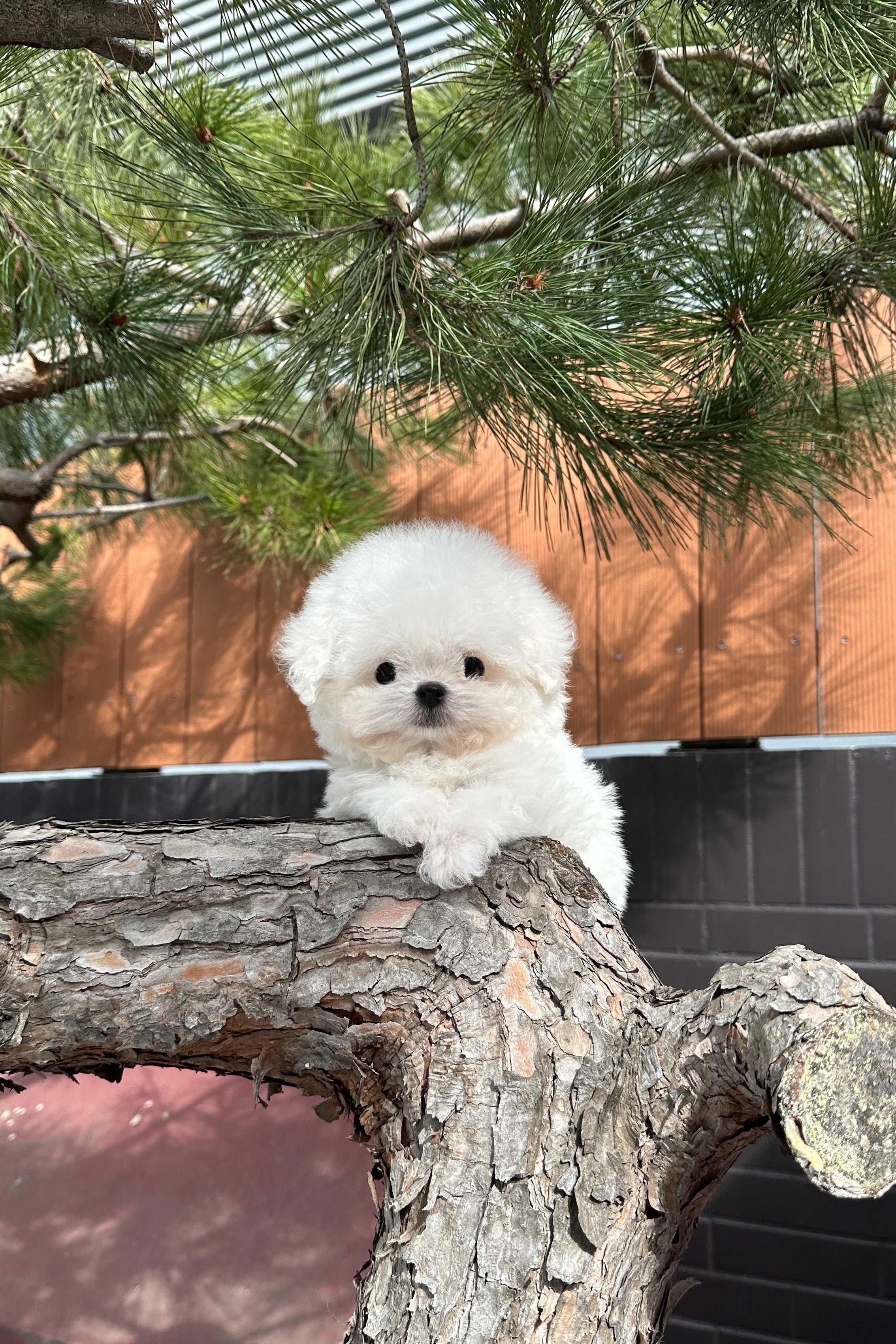 HOONI - MALE (MINI BICHON FRISE)
