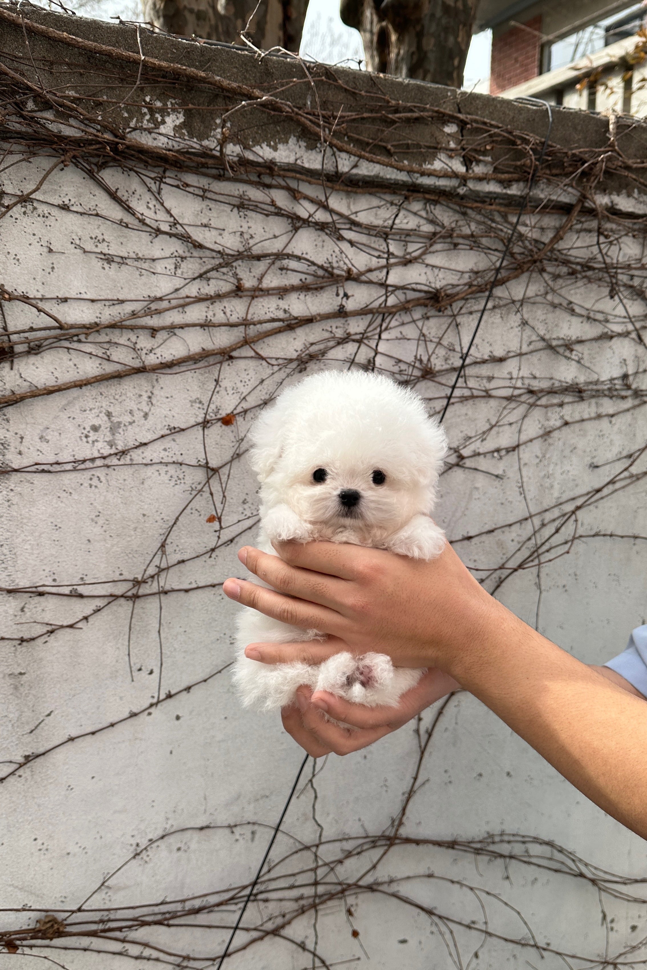 HOONI - MALE (MINI BICHON FRISE)