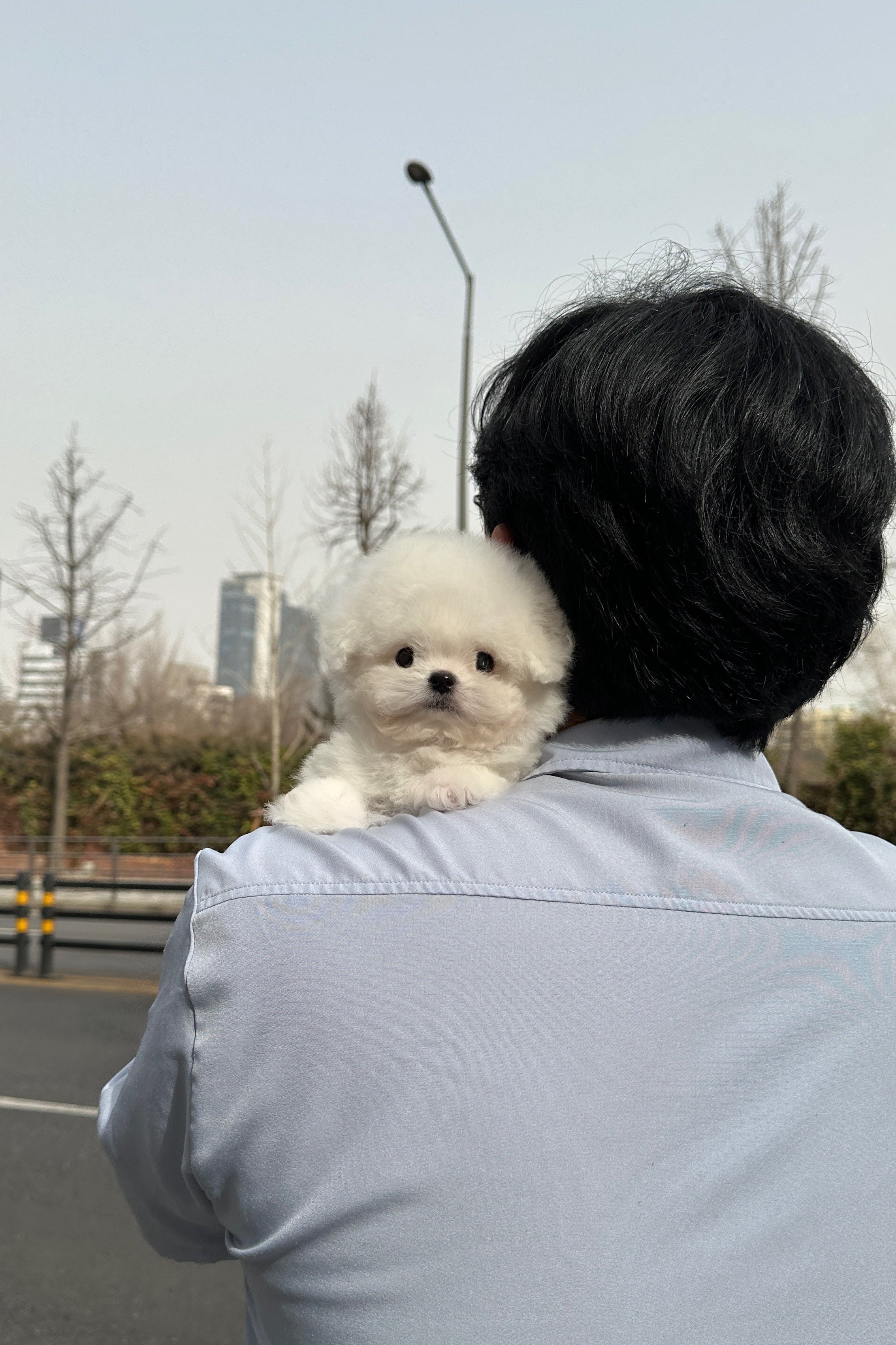HOONI - MALE (MINI BICHON FRISE)