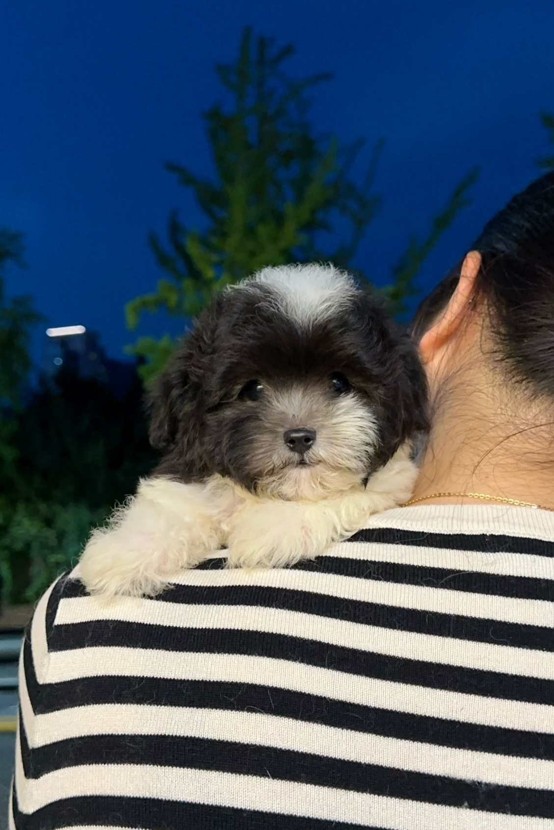 PEPPER - MALE (MALTIPOO)