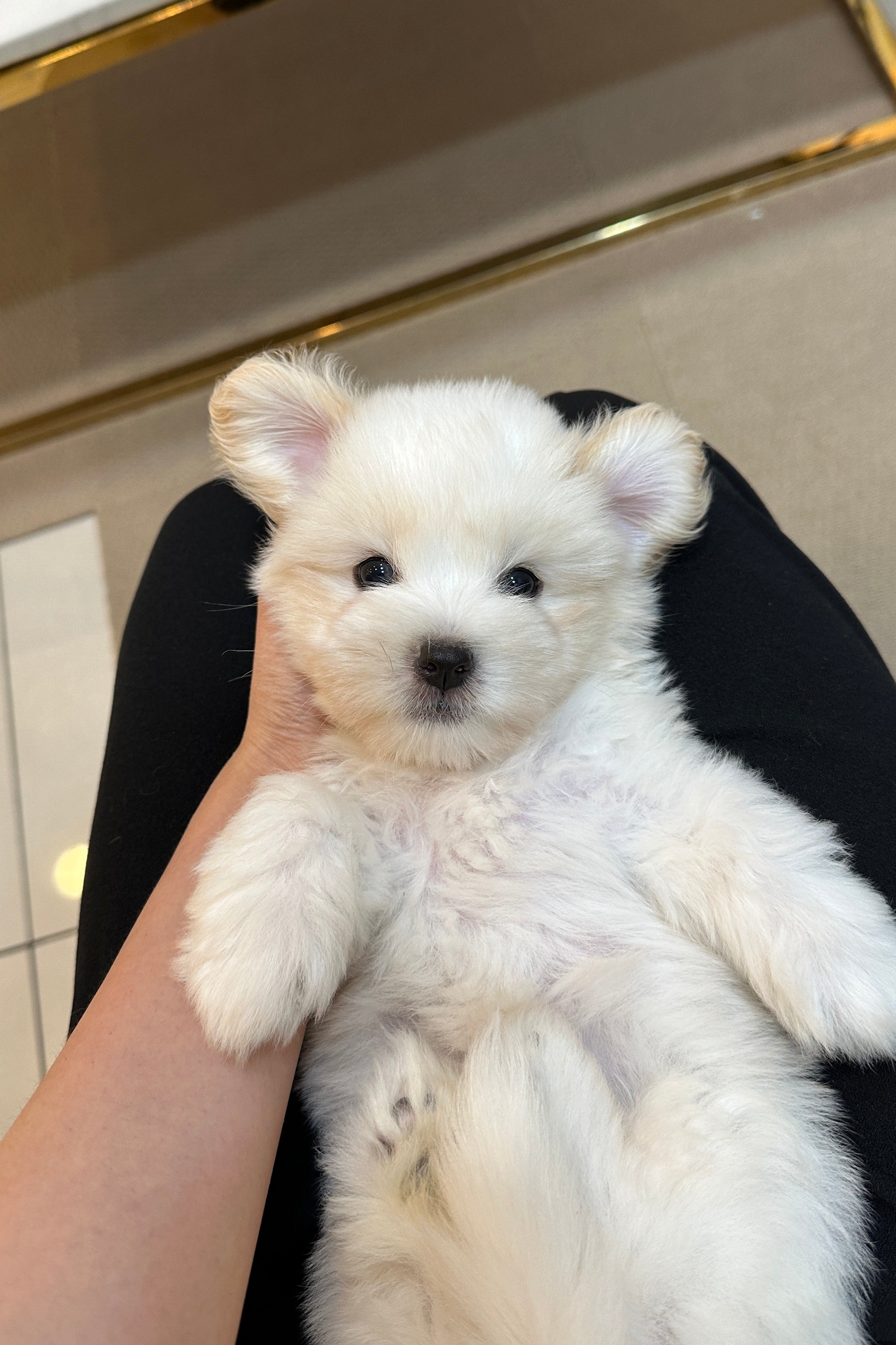 DORIA - FEMALE (COTON DE TULEAR)