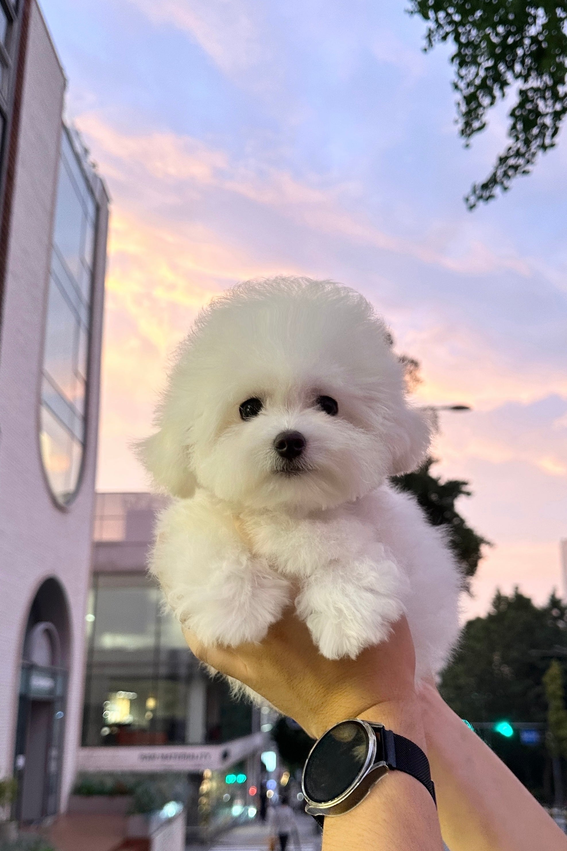 HYUJI - MALE (MINI BICHON FRISE)