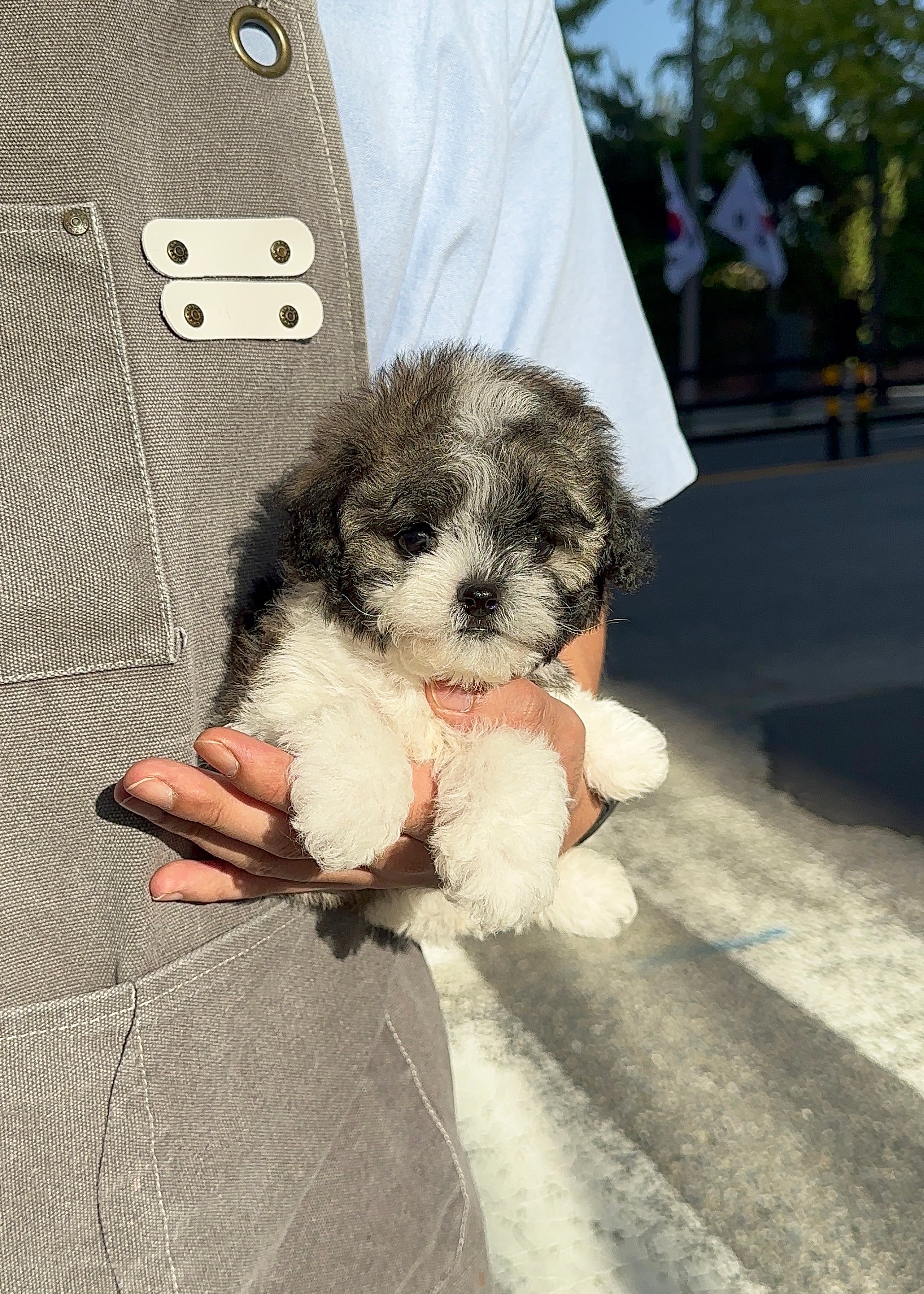 MELINDA - FEMALE (POOCHON)