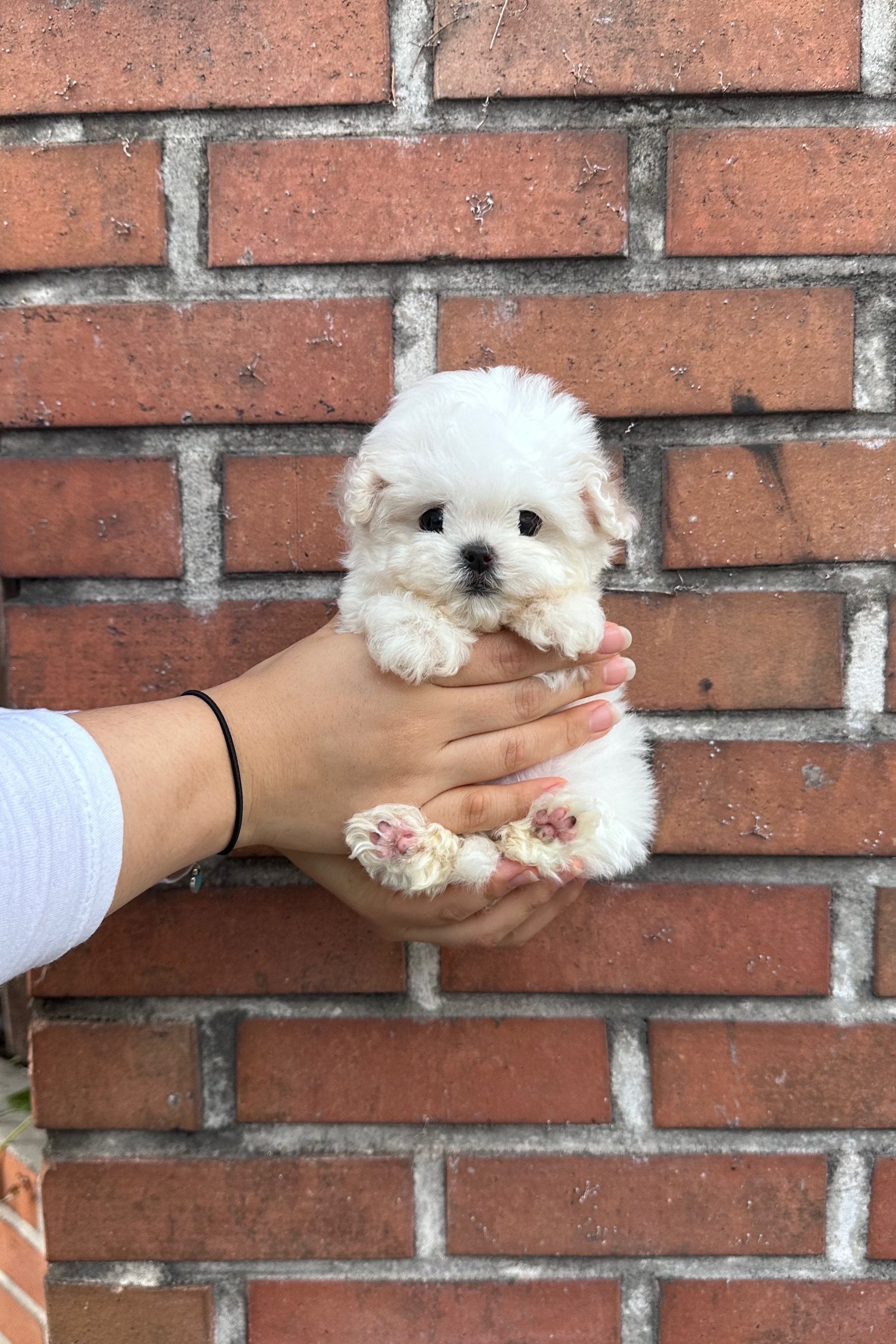 SHU - FEMALE (BICHON FRISE)