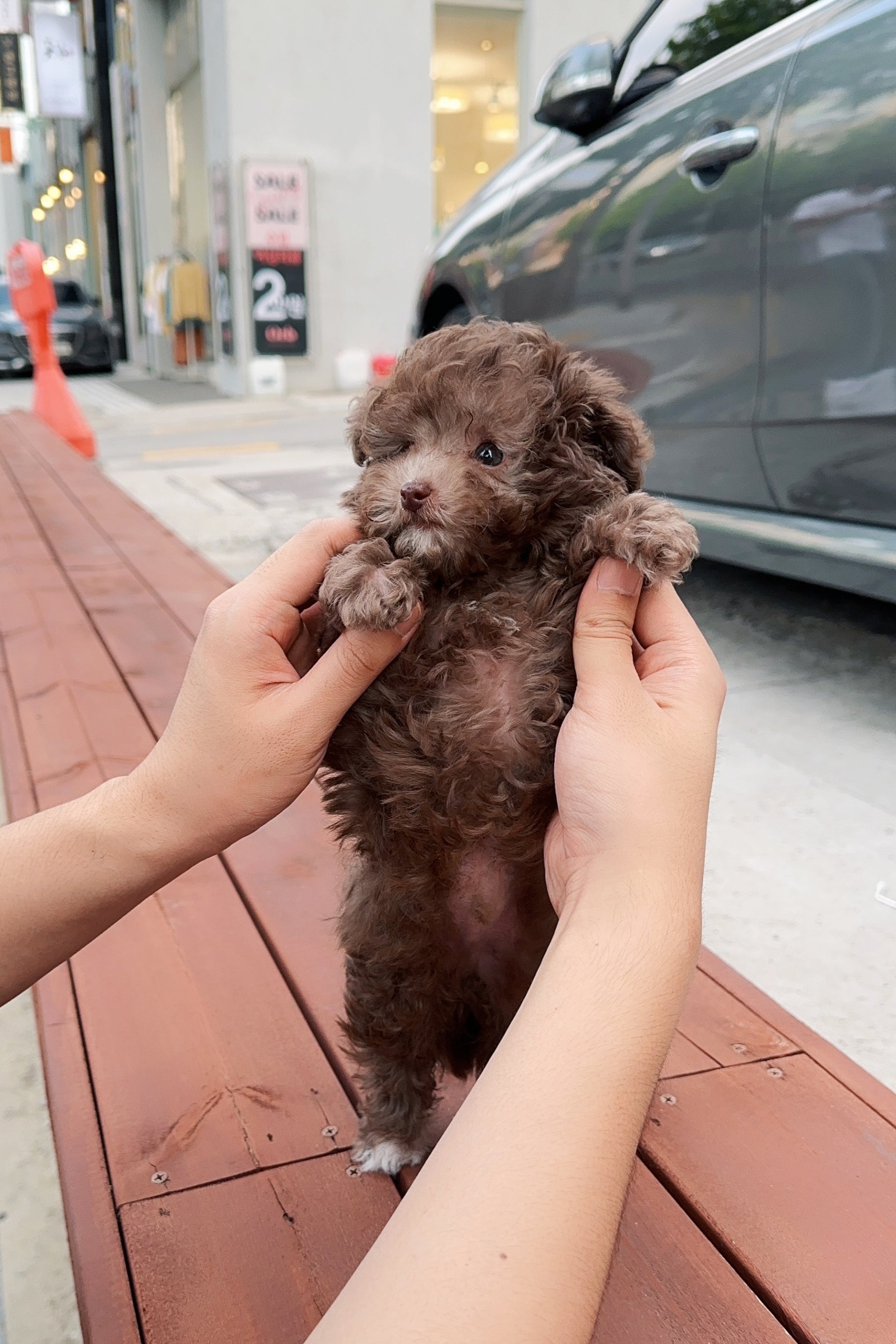 PETER - MALE (TEACUP POODLE)