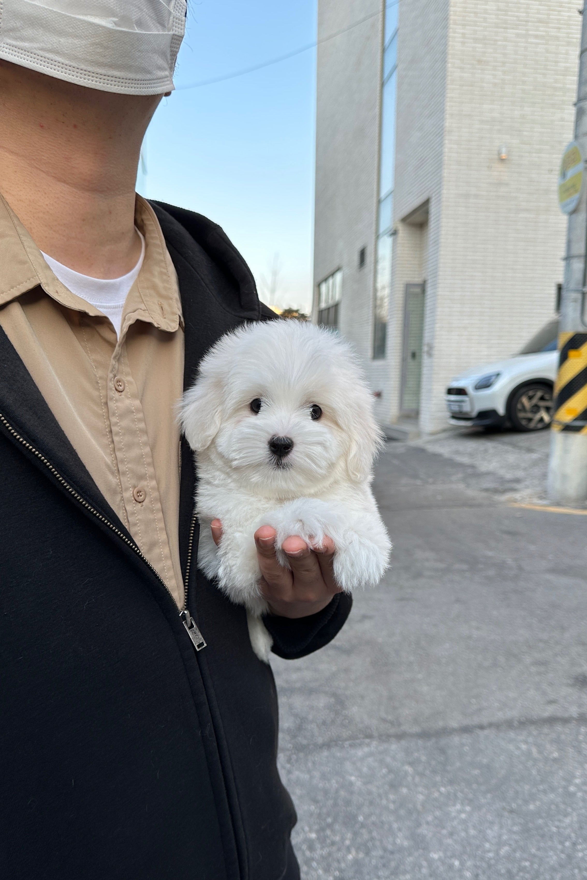 EVE - FEMALE (COTON DE TULEAR)