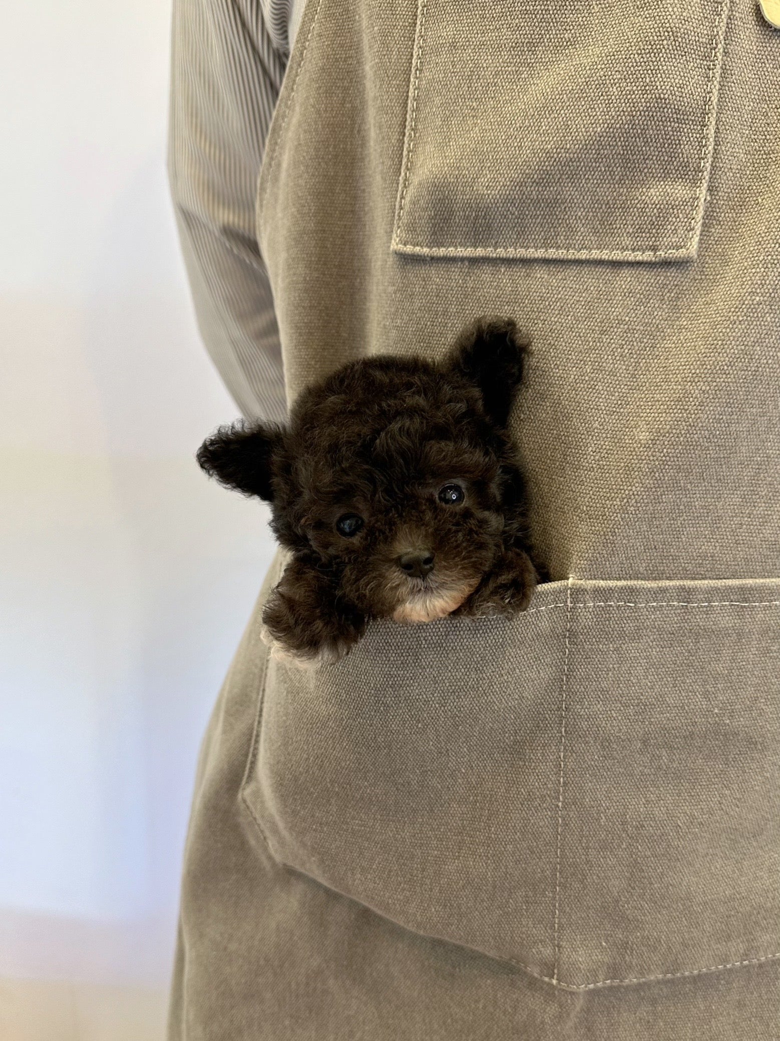 JEROME - MALE (TEACUP POODLE)