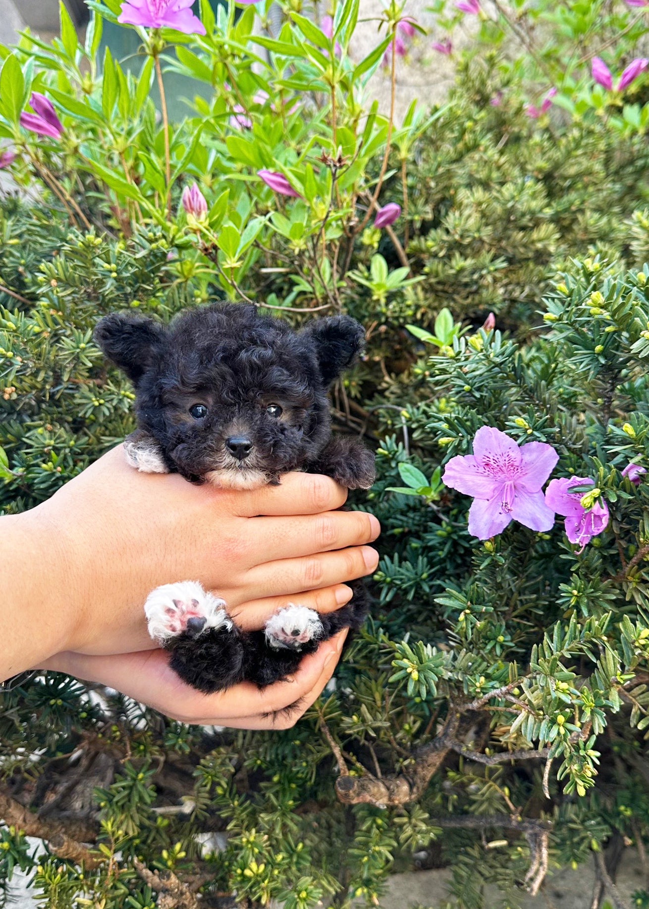 JEROME - MALE (TEACUP POODLE)