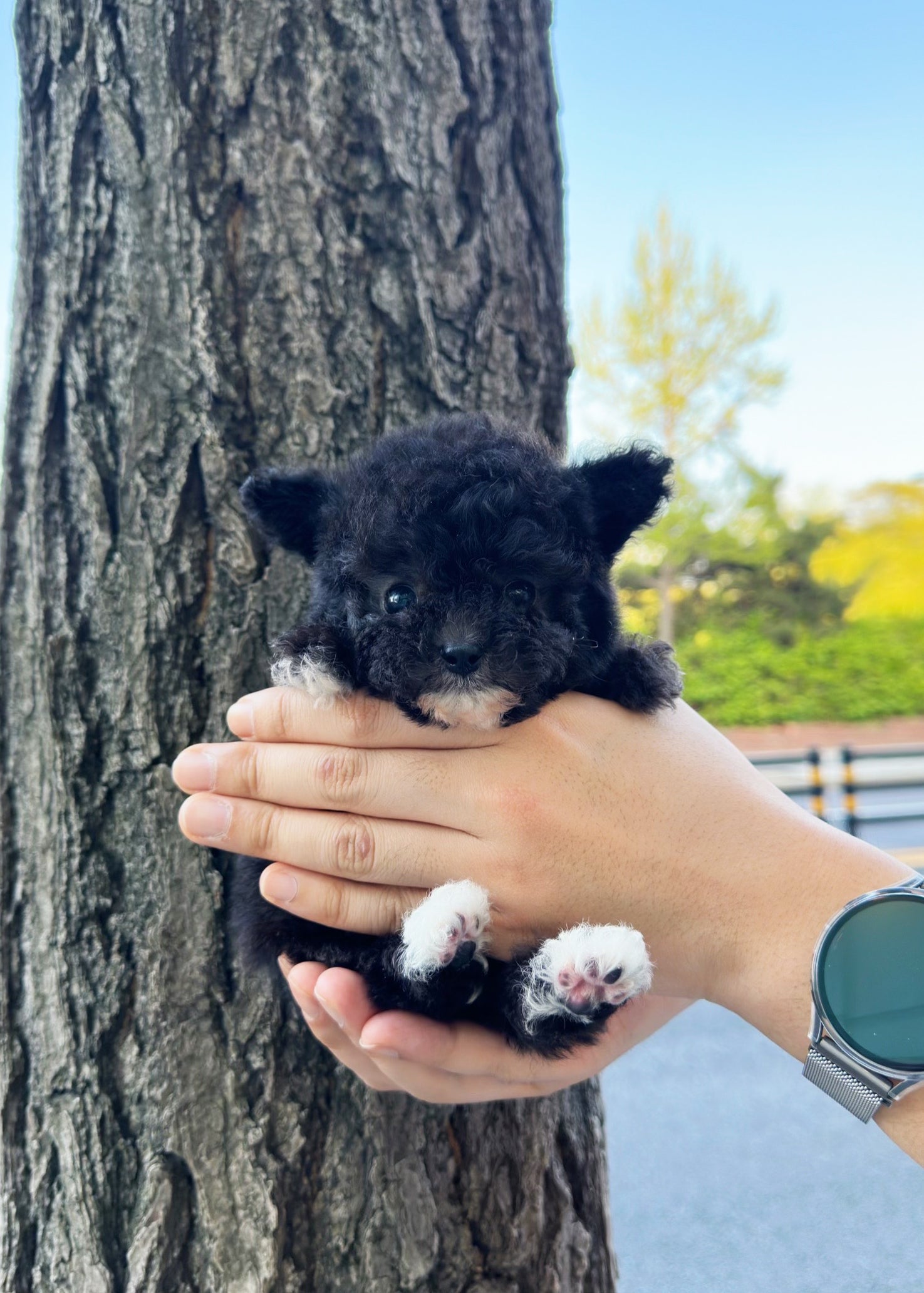 JEROME - MALE (TEACUP POODLE)