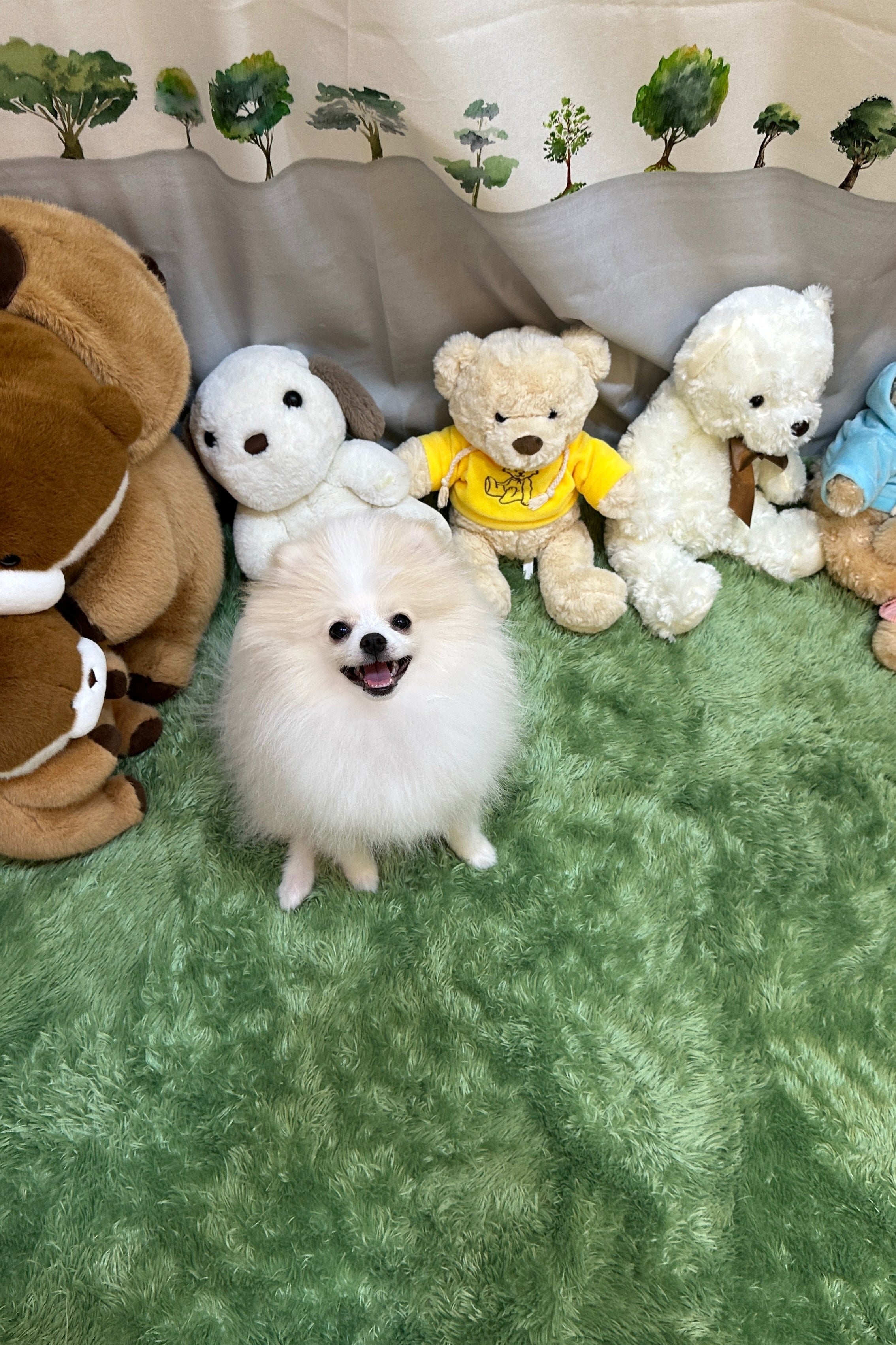 DUZI - FEMALE (POMERANIAN)