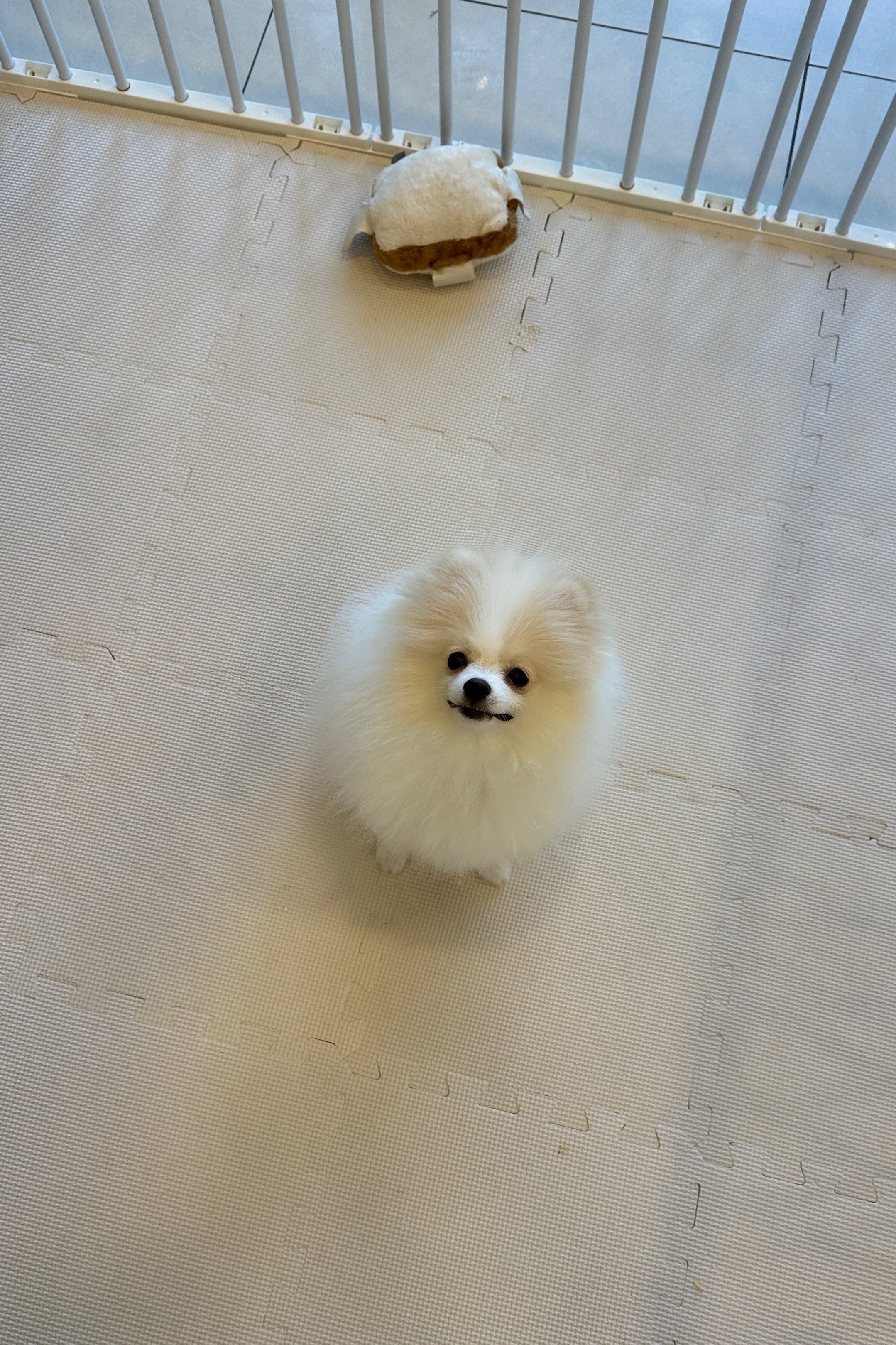 DUZI - FEMALE (POMERANIAN)