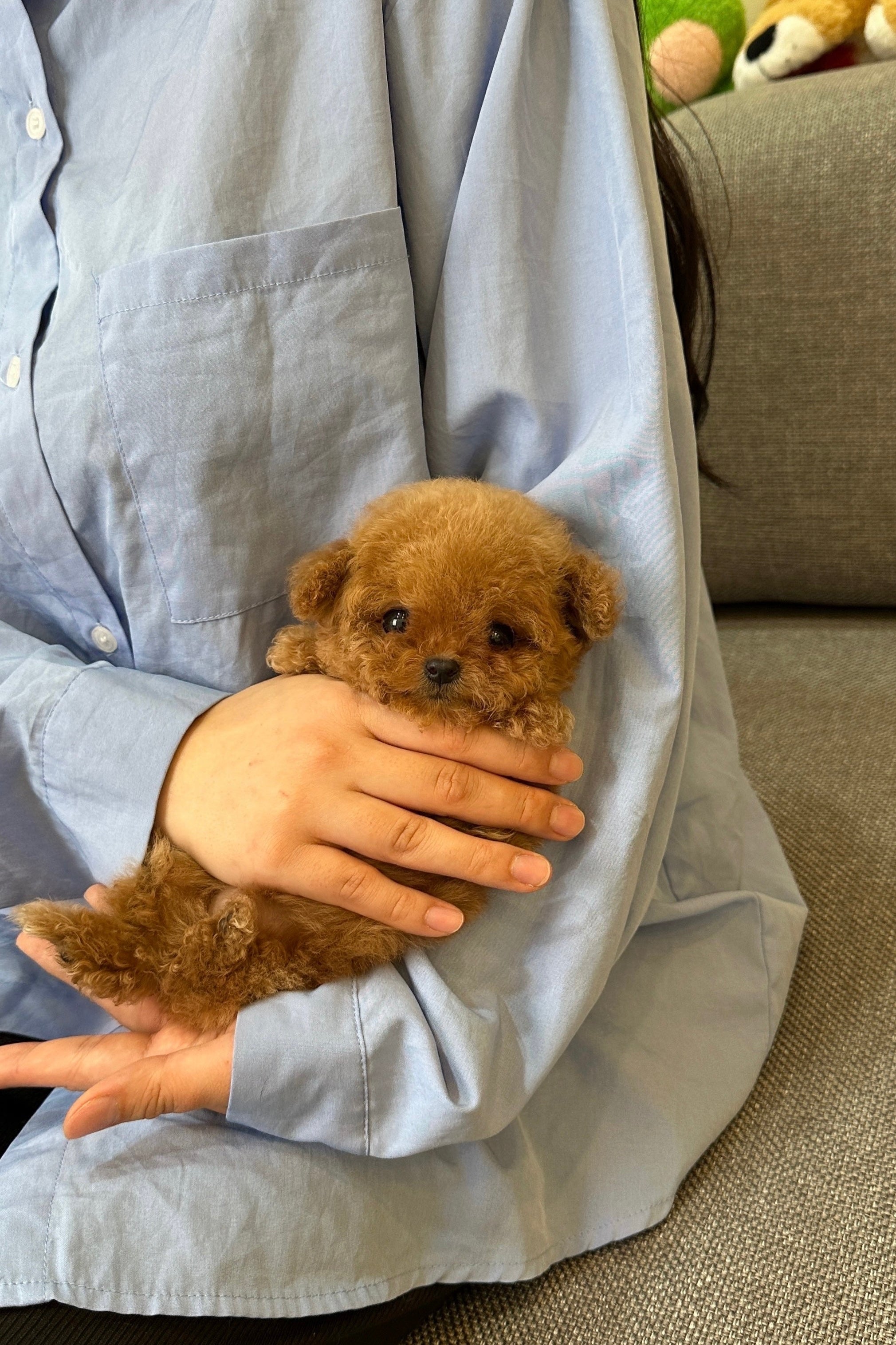 CHERRY - FEMALE (TEACUP POODLE)