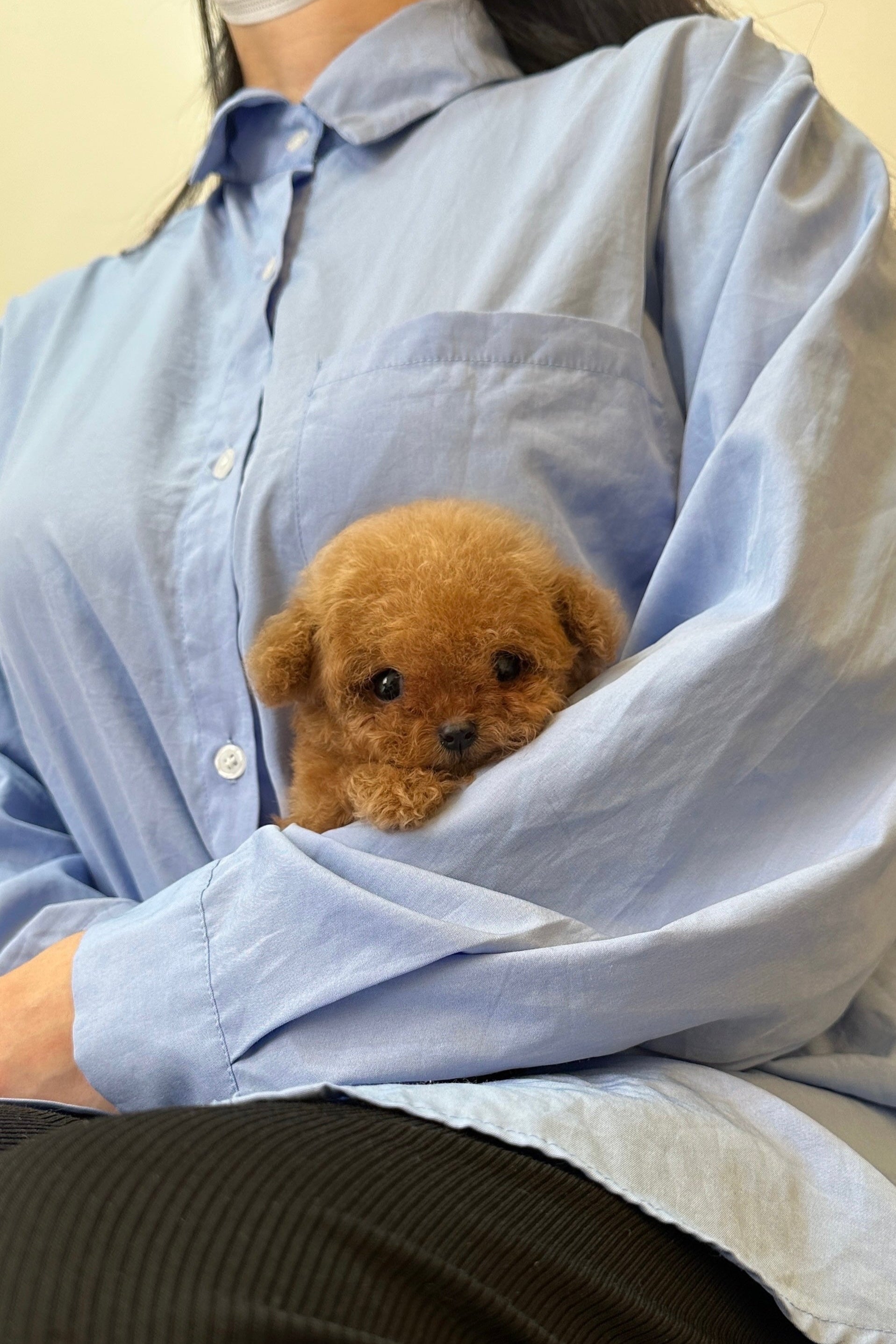 CHERRY - FEMALE (TEACUP POODLE)