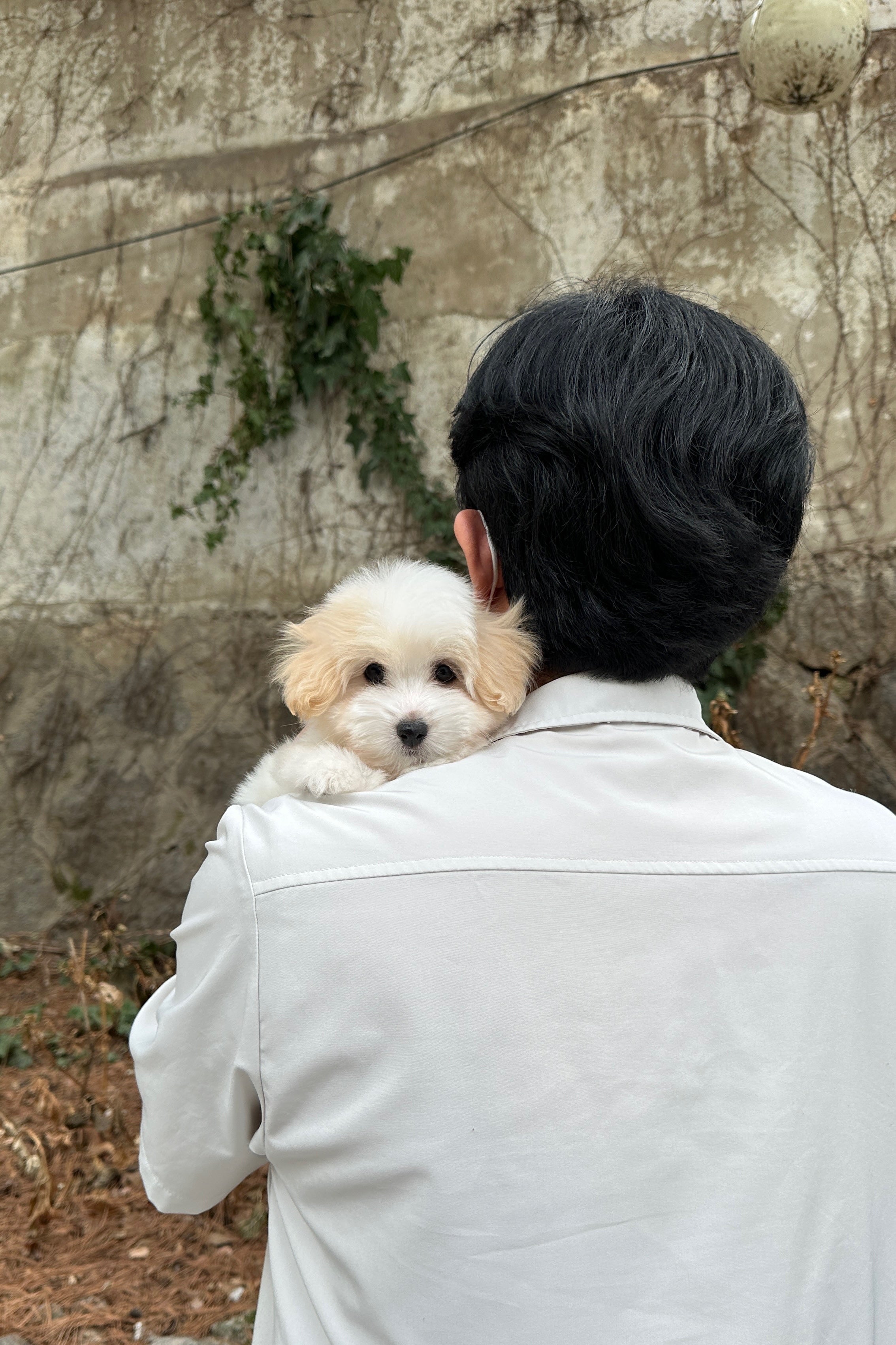 SIA - FEMALE (COTON DE TULEAR)