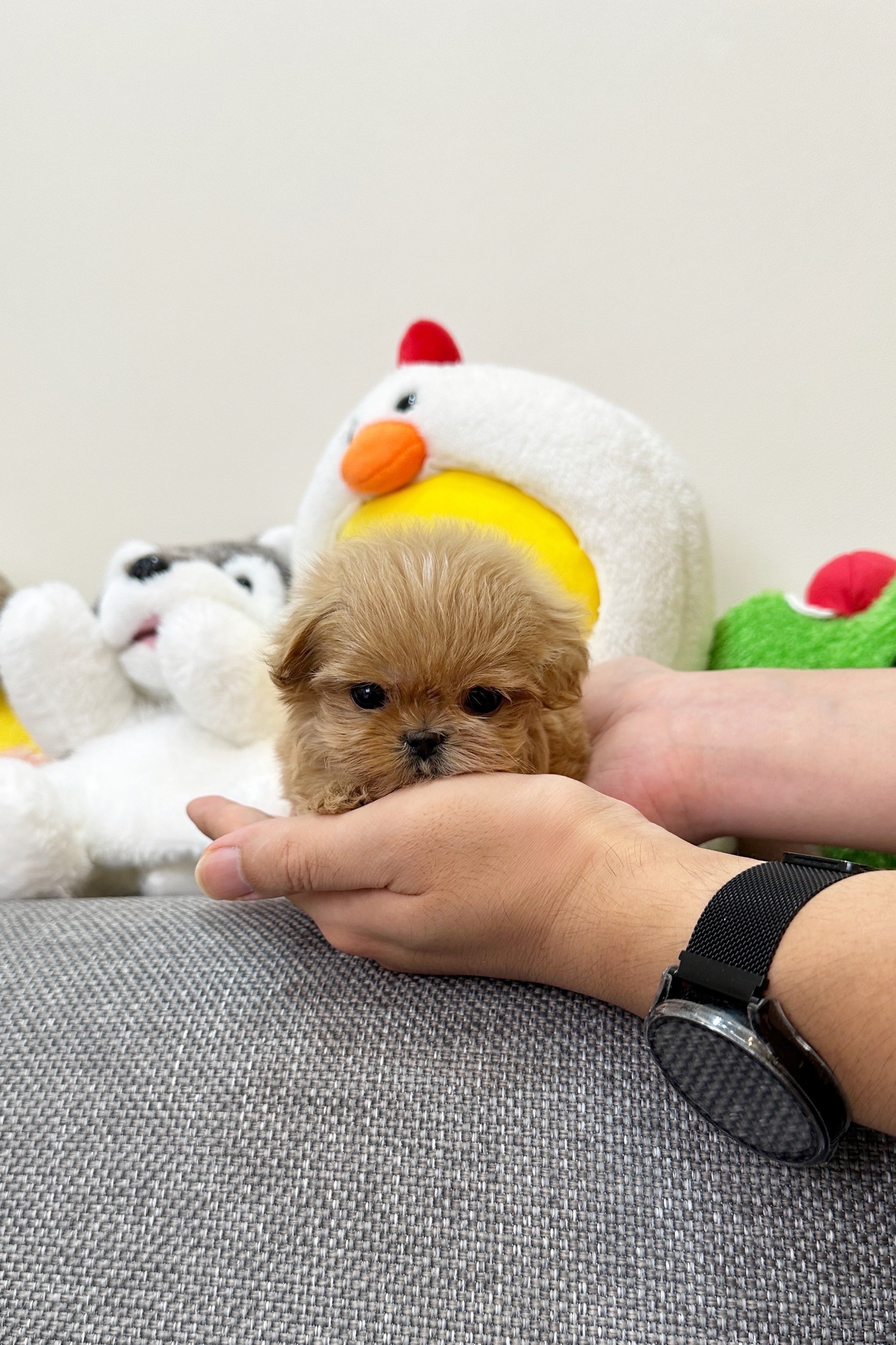 ELLENA - FEMALE (MALTIPOO)