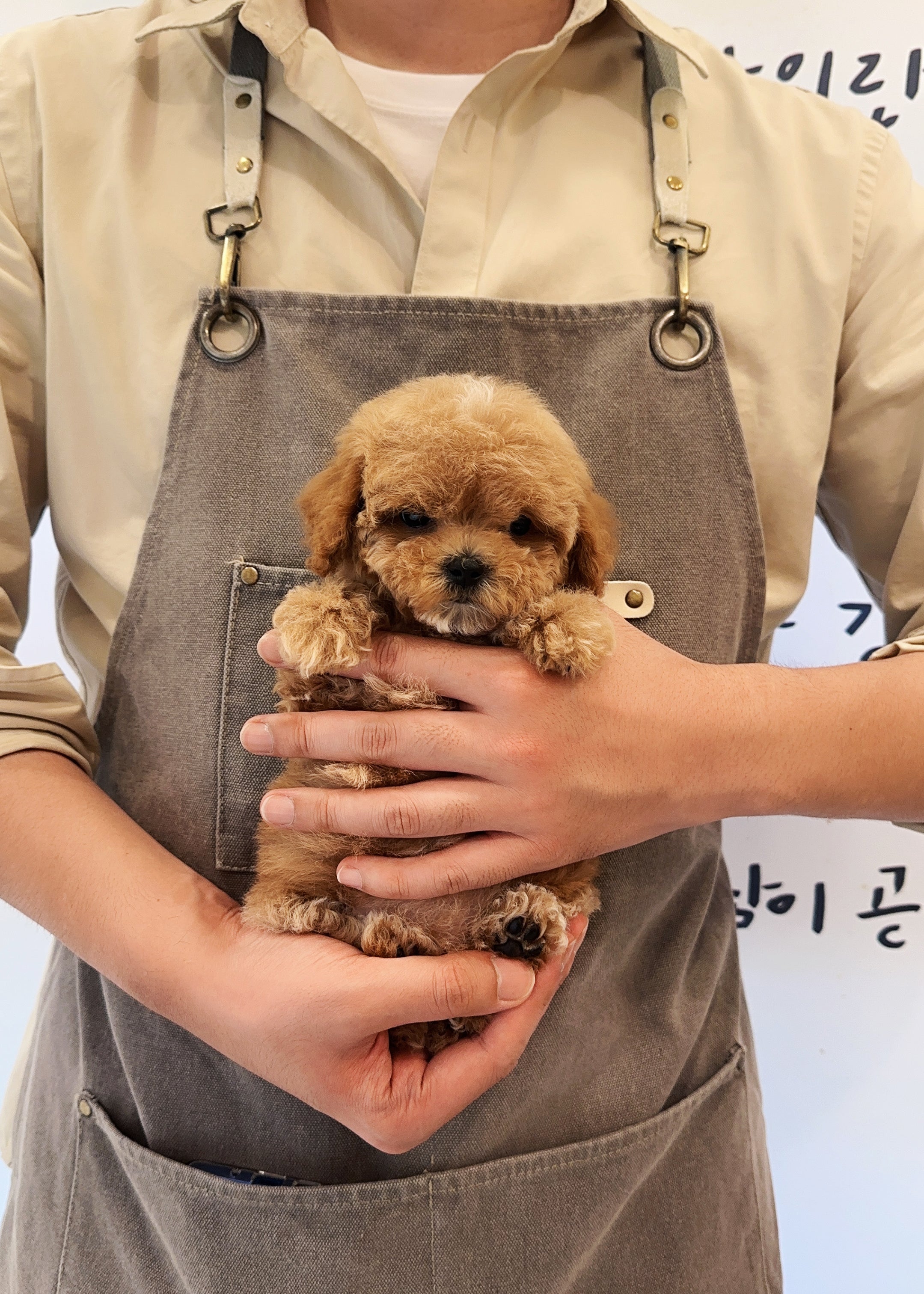 MADELINE - FEMALE (TEACUP POODLE)