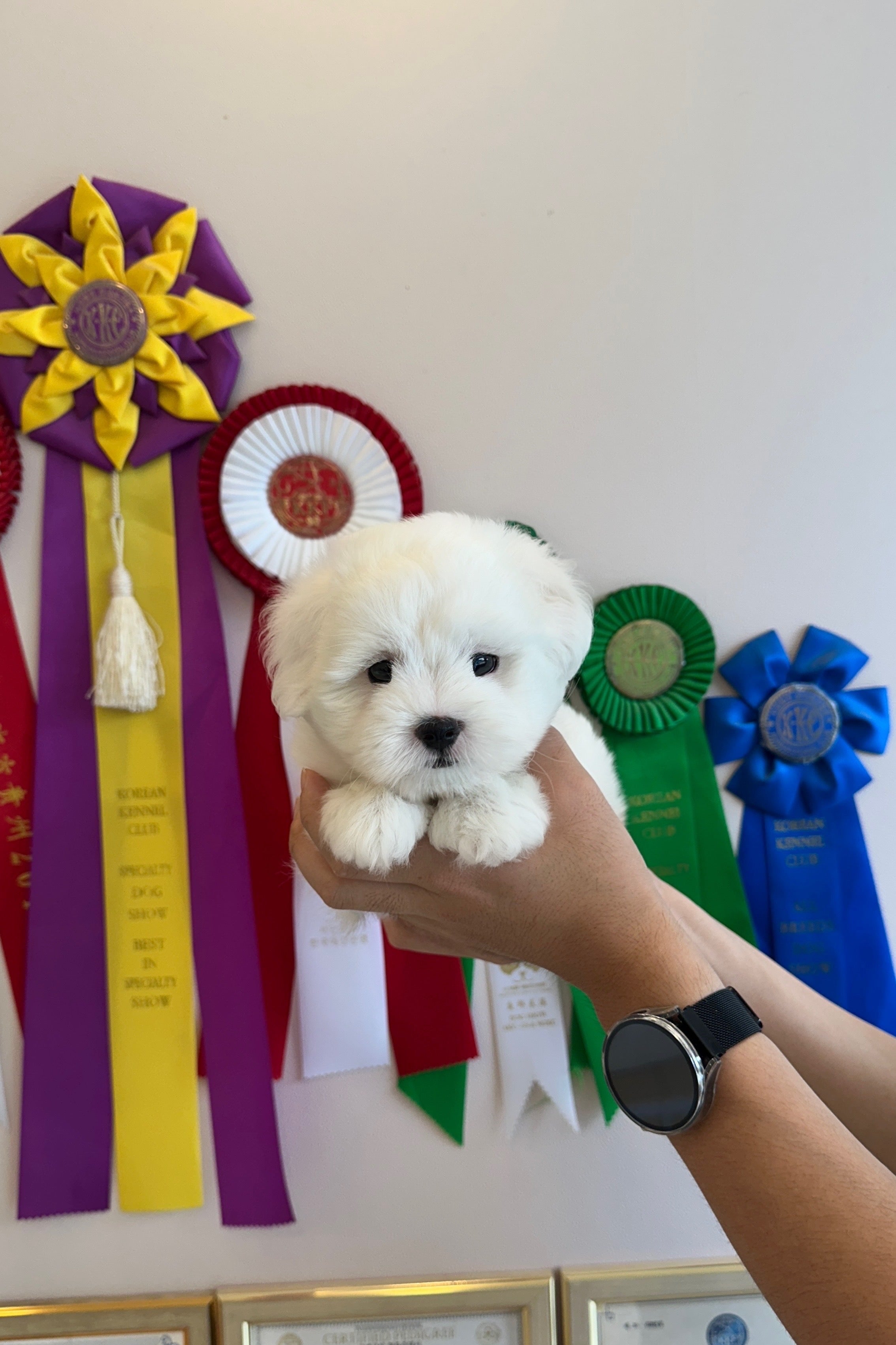 YEONDU - MALE (COTON DE TULEAR)