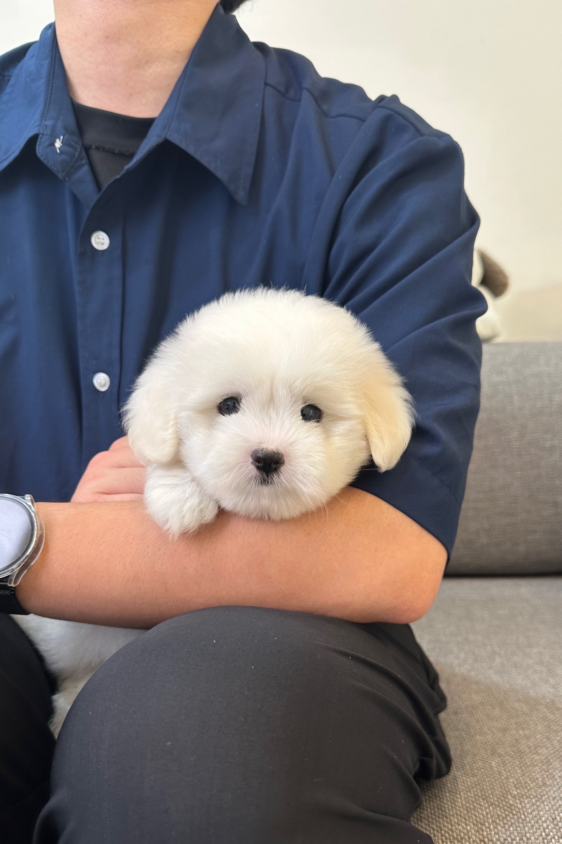 HANEUL - MALE (COTON DE TULEAR)