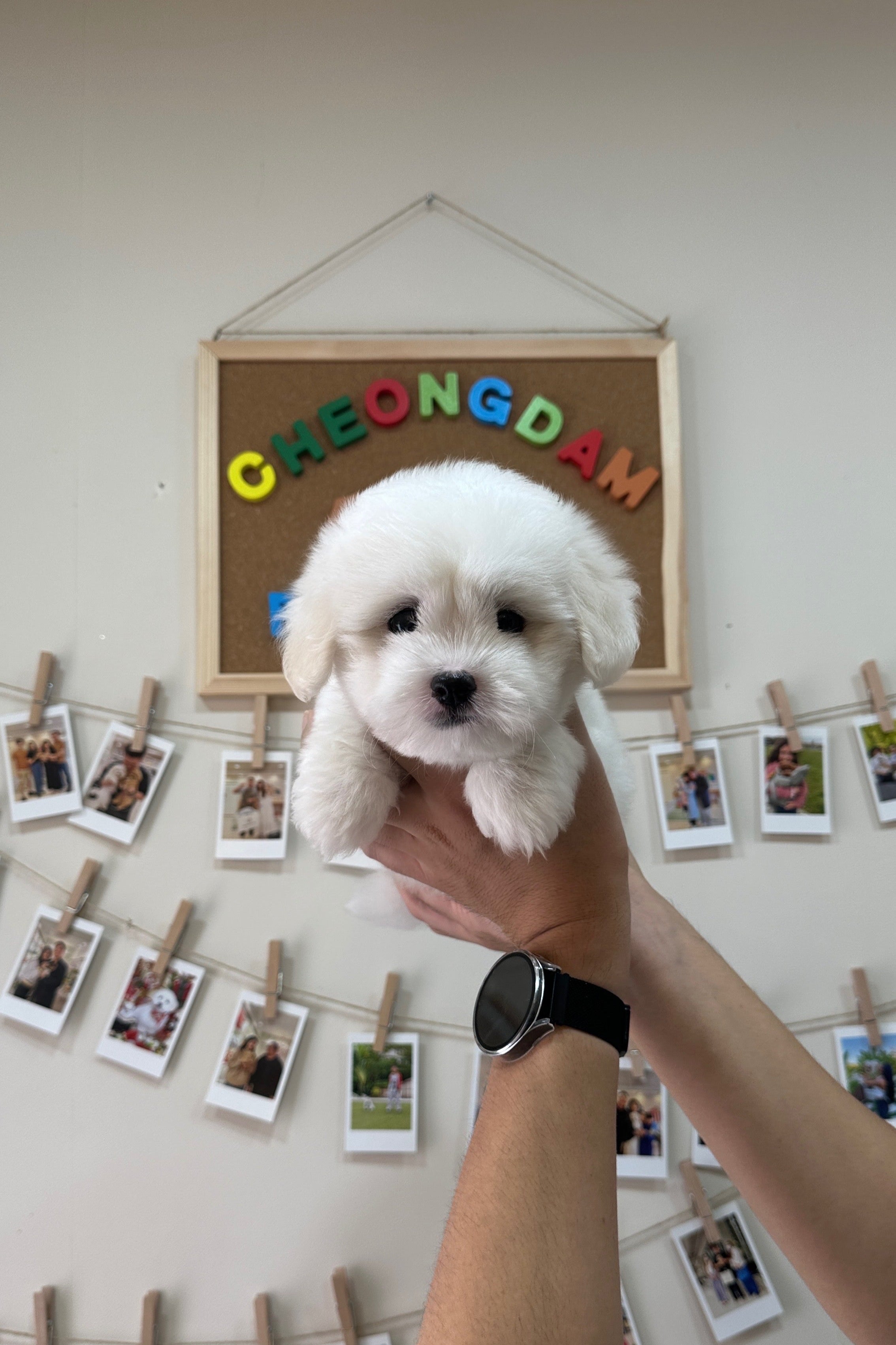 HANEUL - MALE (COTON DE TULEAR)
