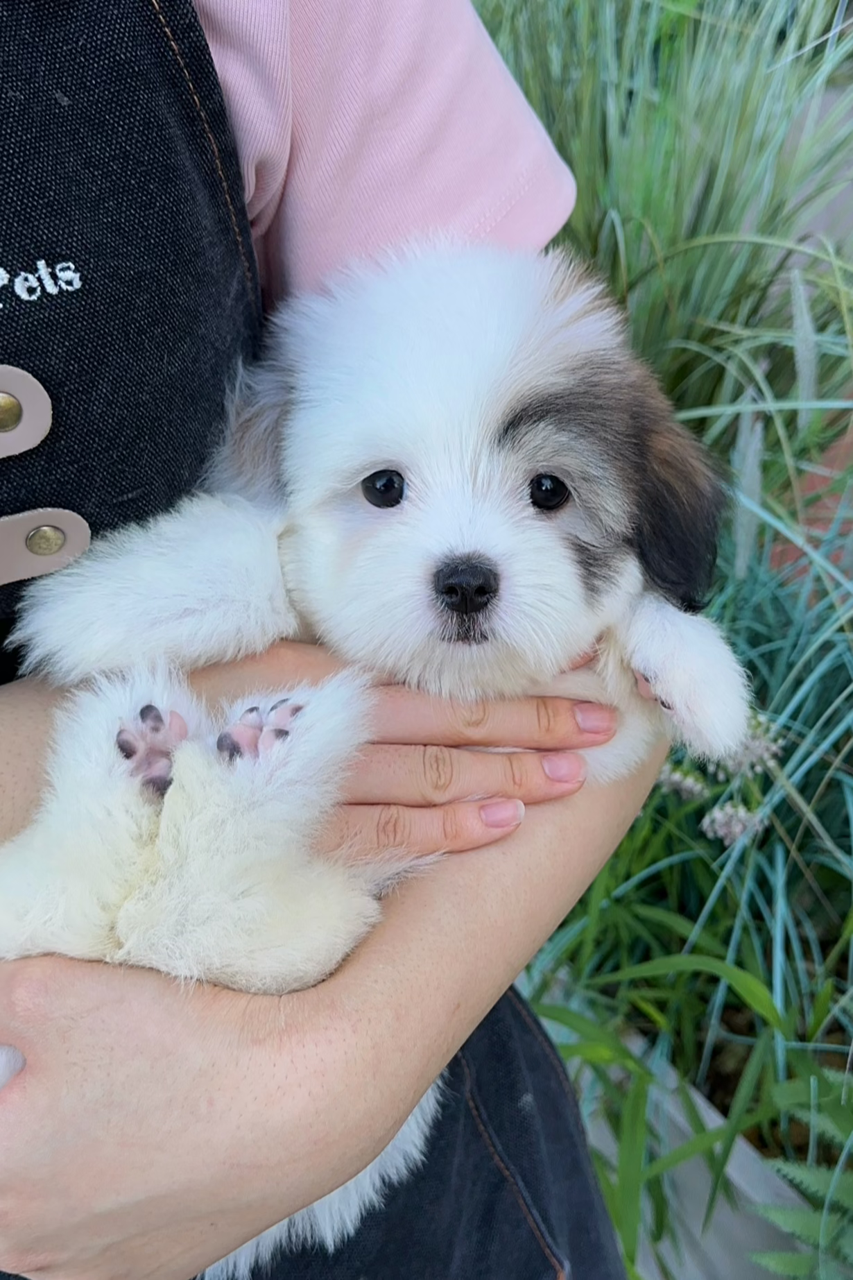 DOLPHINE - FEMALE (COTON DE TULEAR)