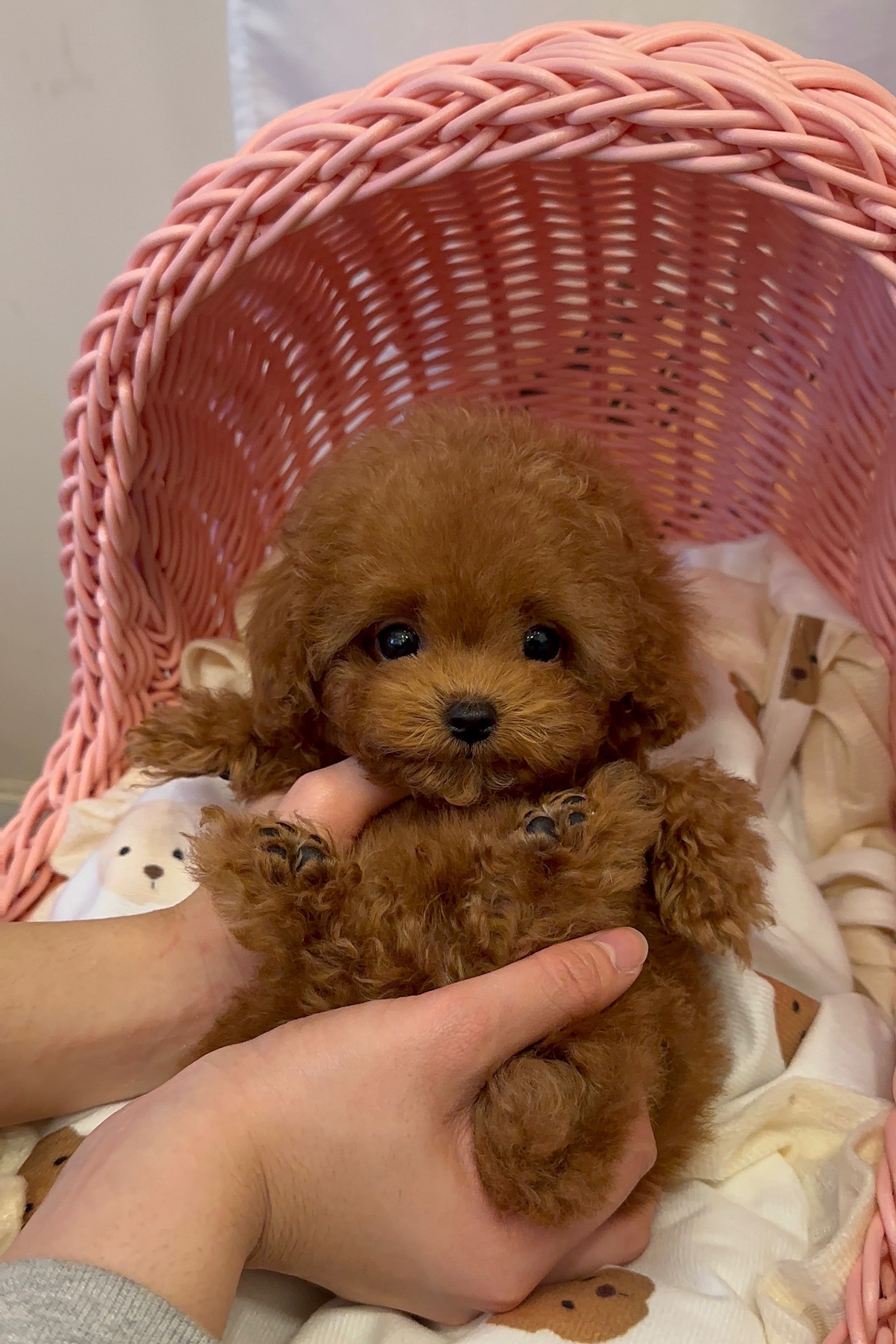 PUDDING - MALE (TINY POODLE)