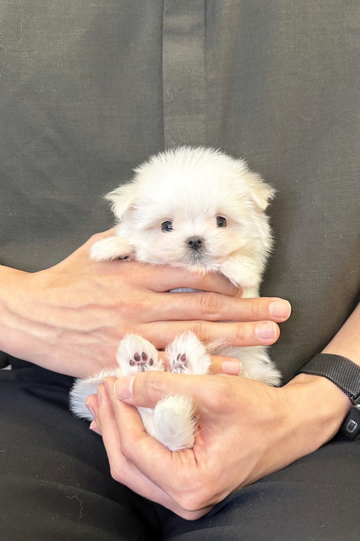 EDWIN - MALE (MALTESE)