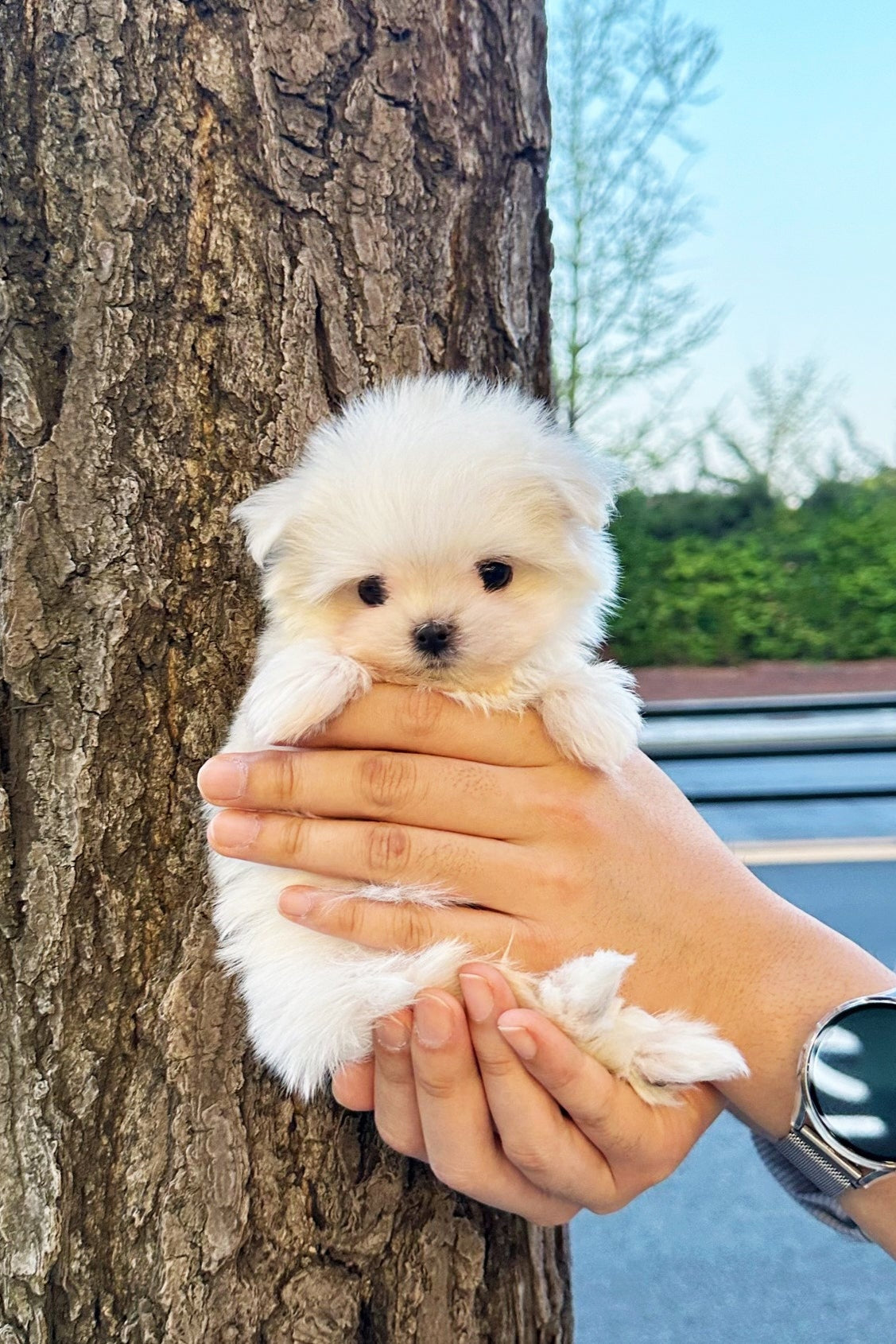 EDWIN - MALE (MALTESE)