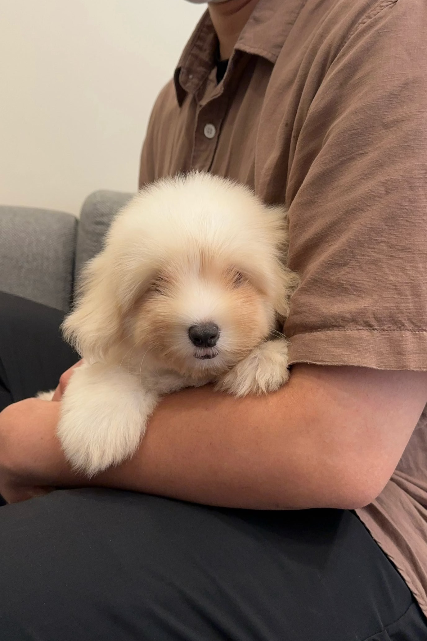 OCEAN - MALE (COTON DE TULEAR)