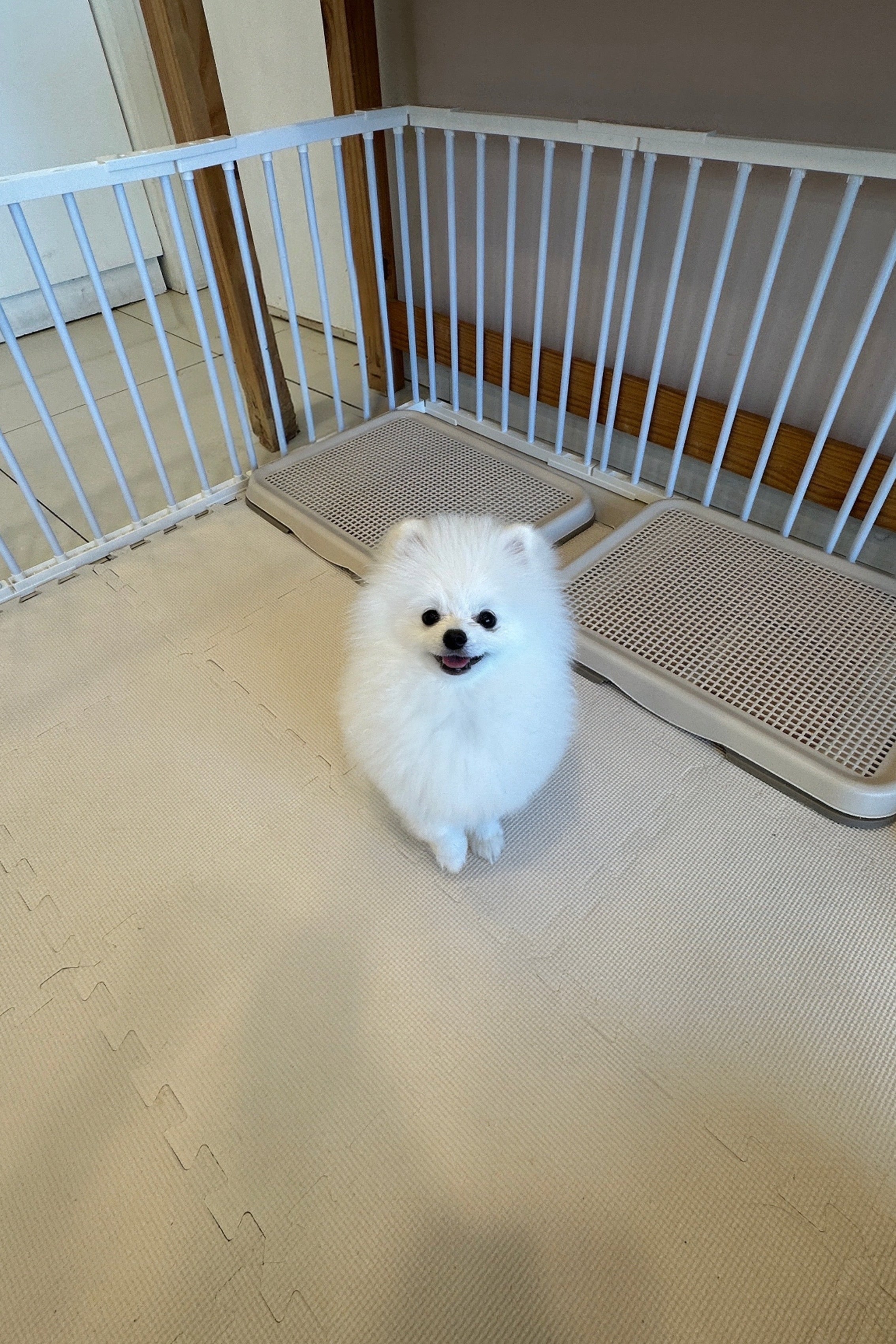 WOOYOO - MALE (POMERANIAN)