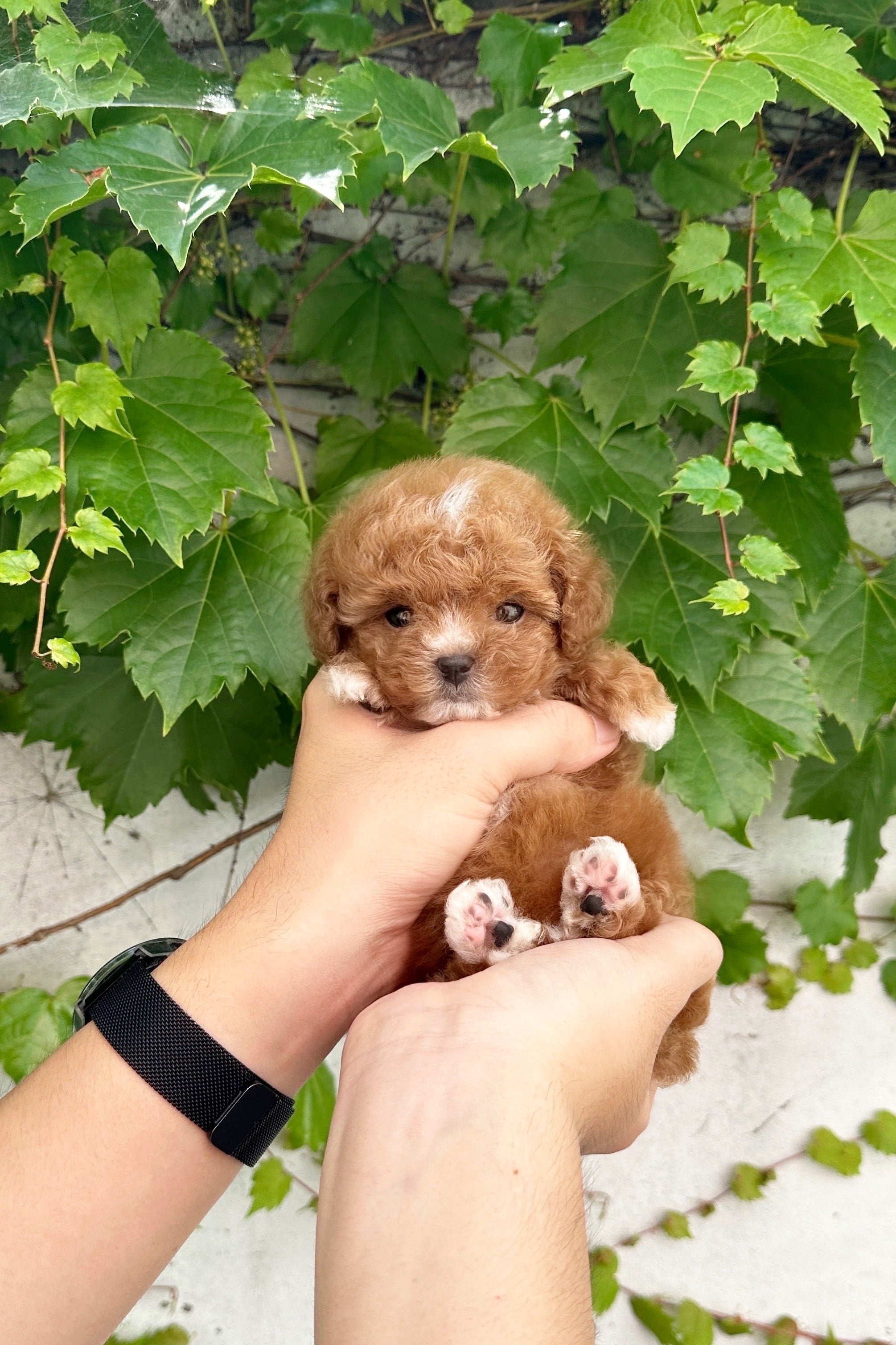 ISOL - MALE (MALTIPOO)