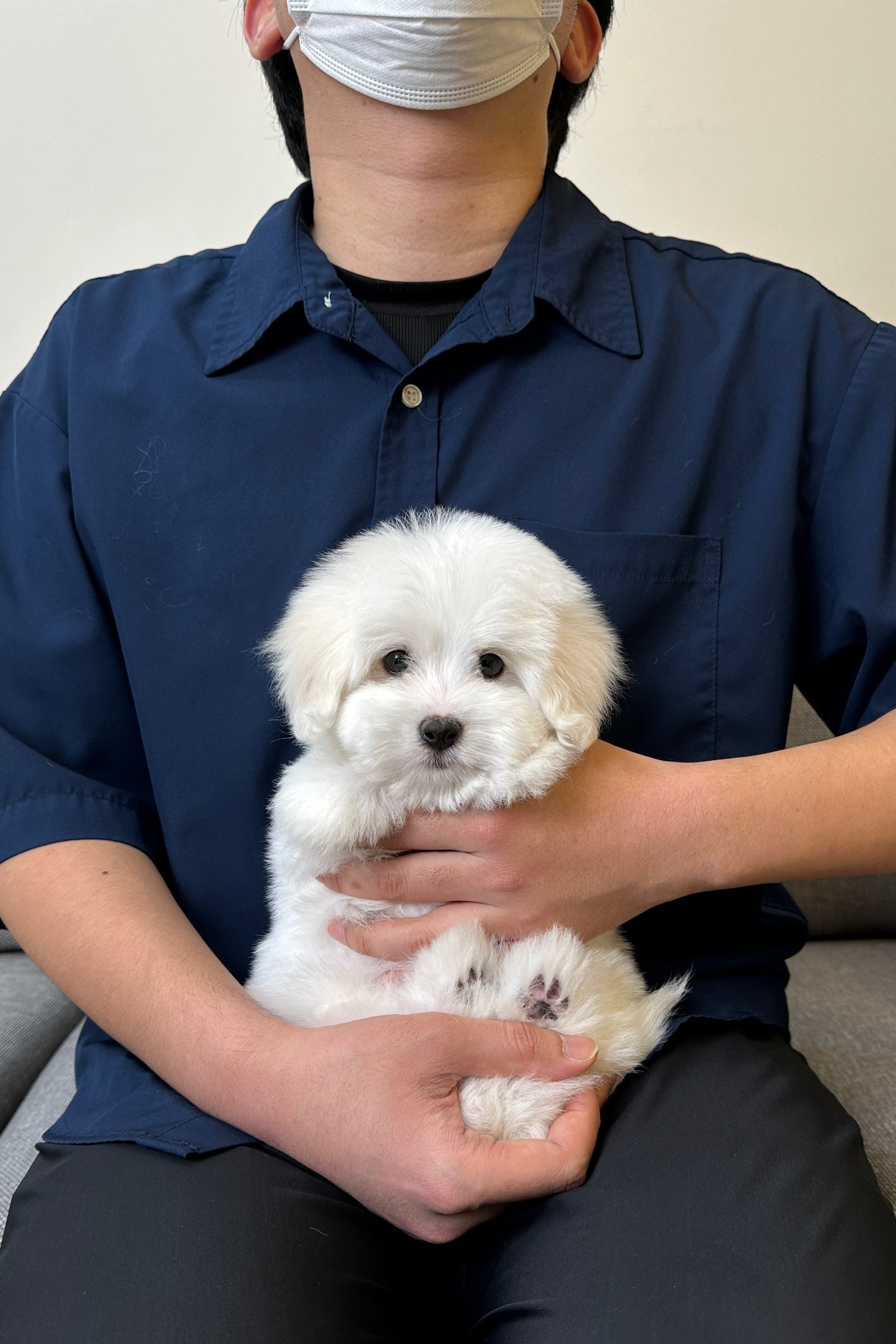 MERRY - FEMALE (COTON DE TULEAR)