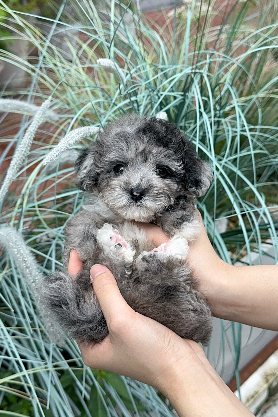 BLUE - MALE (TINY POODLE)