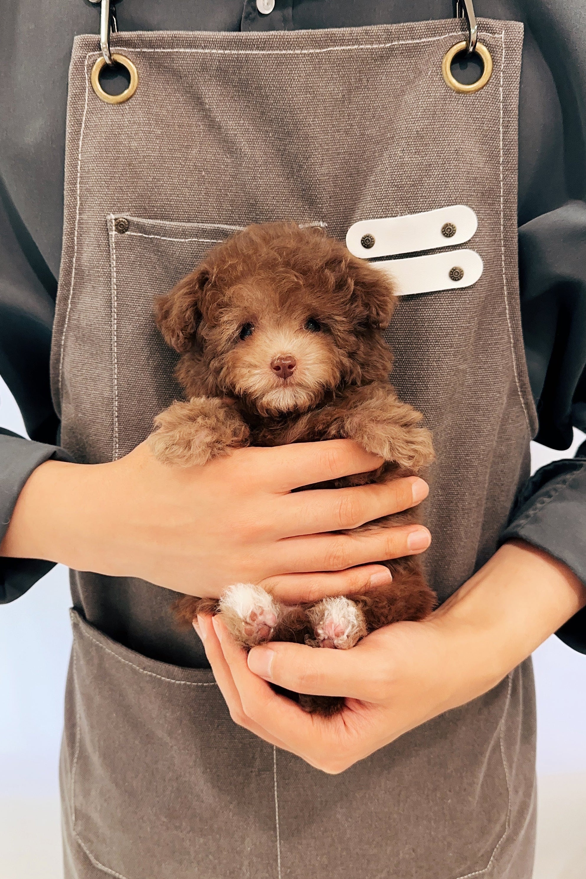 PETER - MALE (TEACUP POODLE)